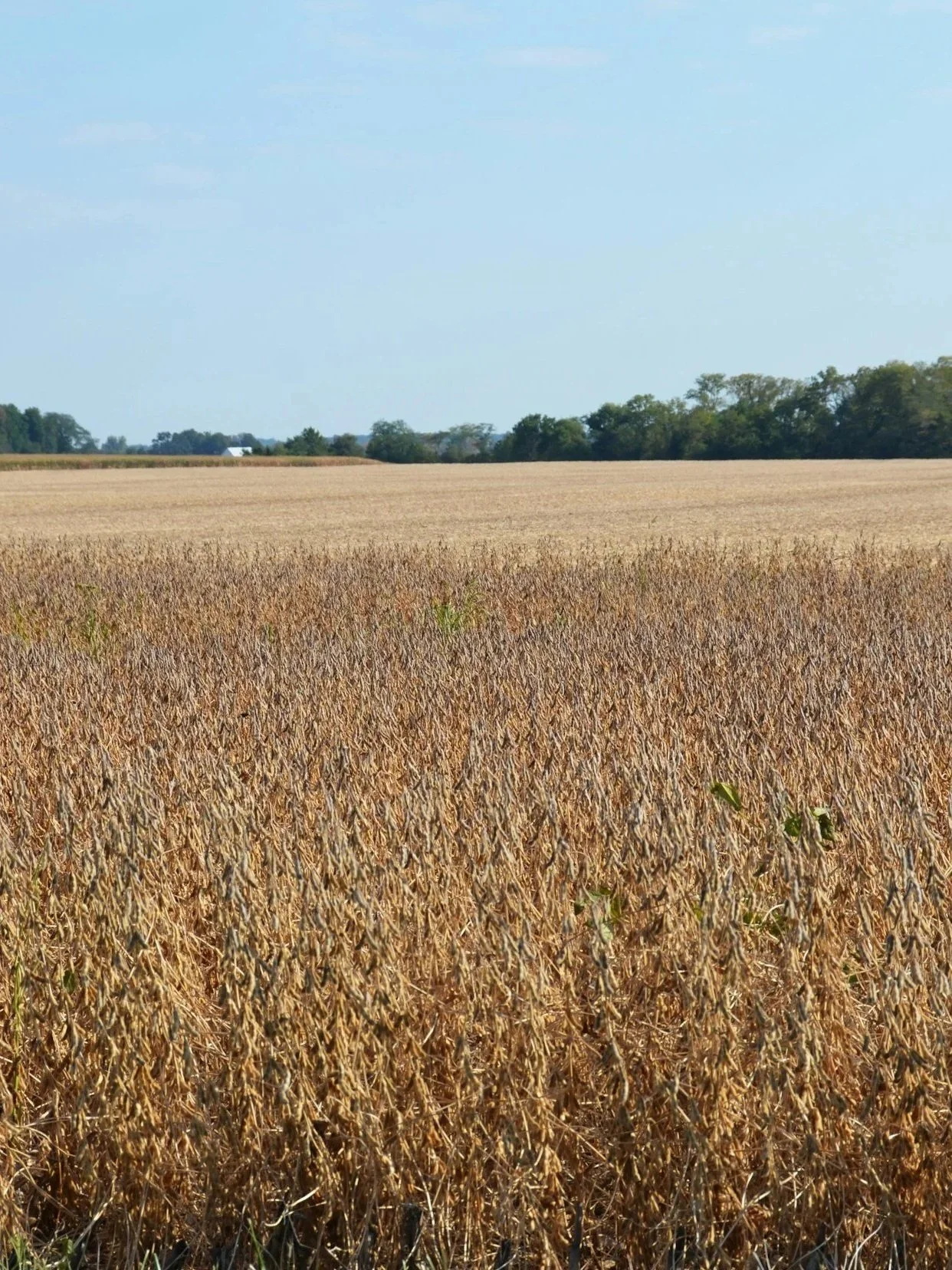 Soybeans Could Set Yield Records This Year</span>