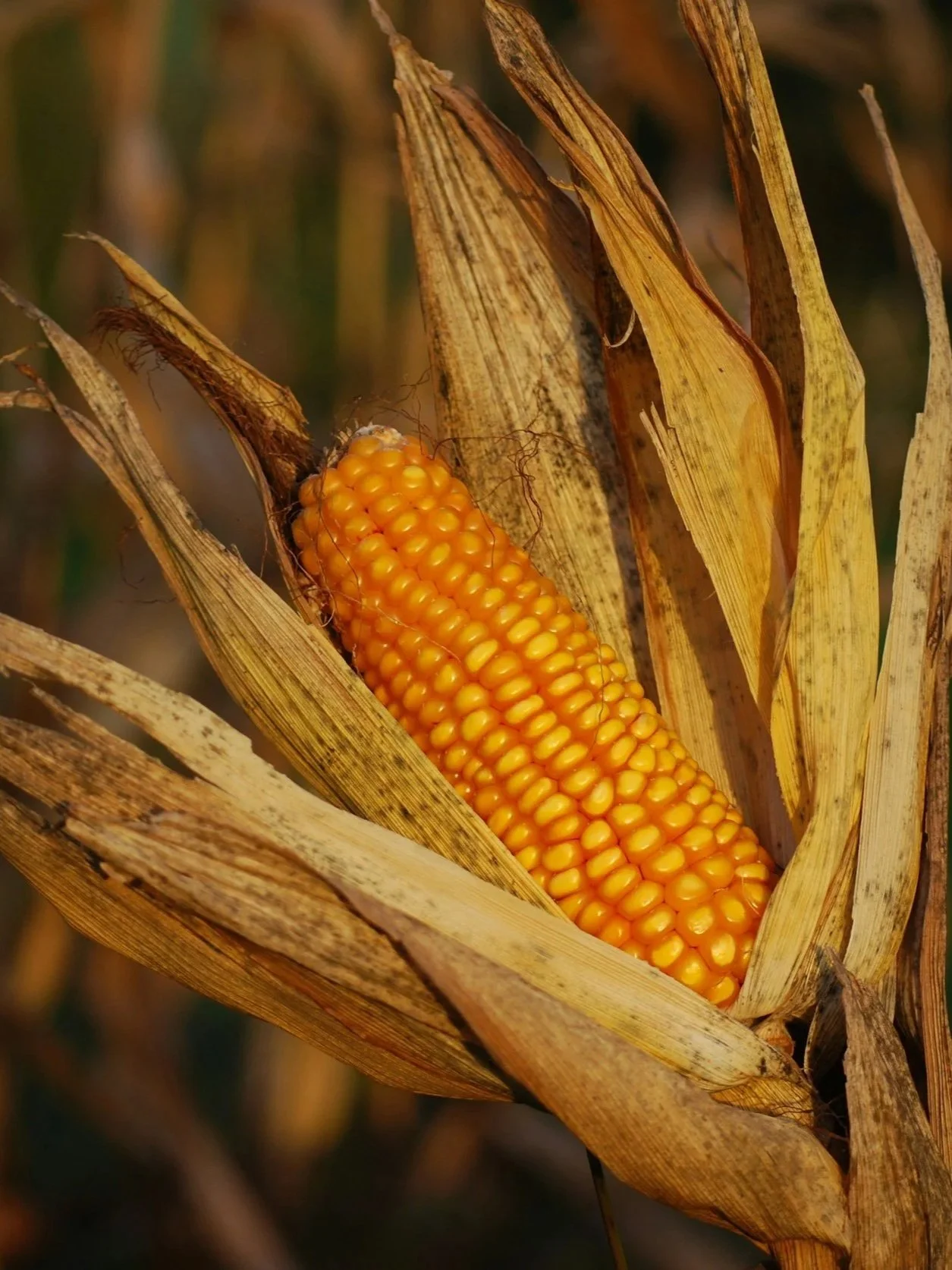 Corn Hits Contract Highs, Soybeans Tumble