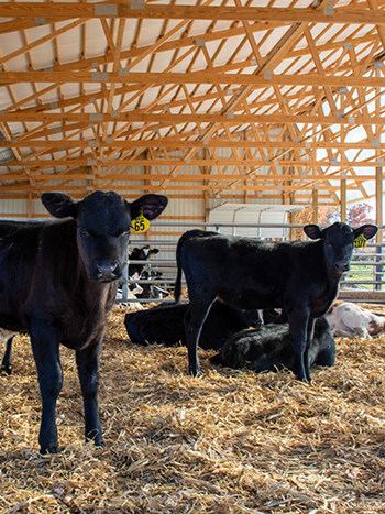 Your Milk Check Is Tied to Beef Cross Calf Prices
