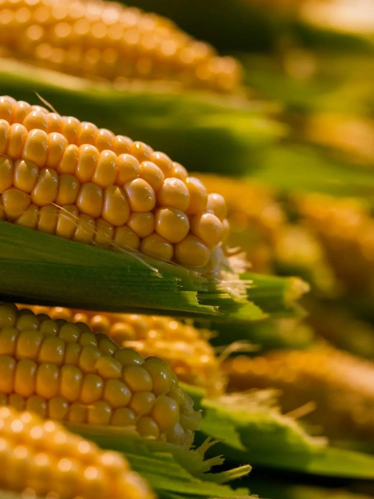 Lock In Corn Gains With Upside Flexibility
