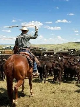 Analysts Urge Caution on New Ranchers Initiative