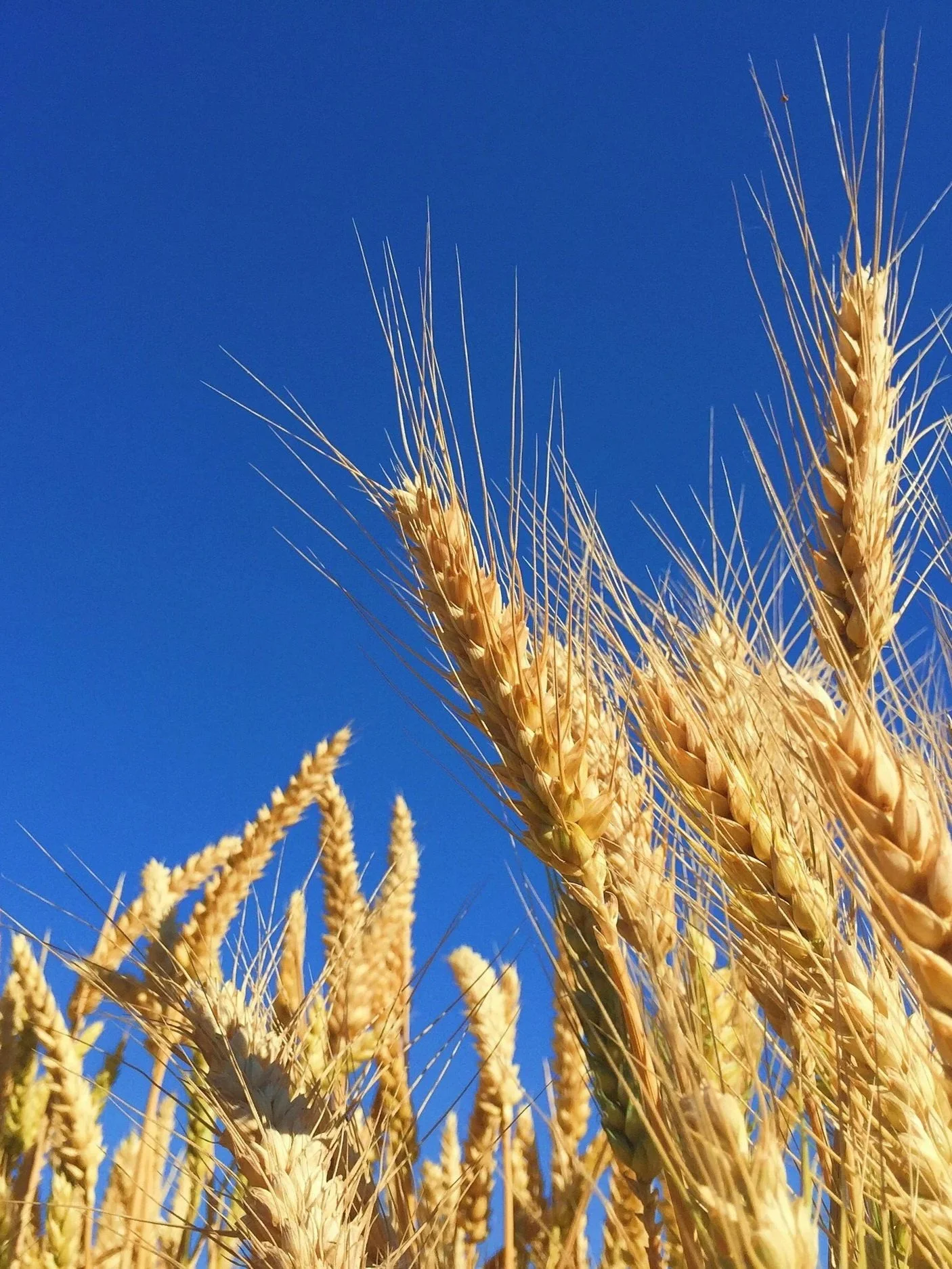 Grain Hits Monthly Highs on Contract Closes