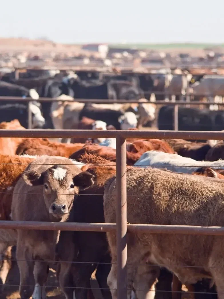 How Executive Orders Affected Cattle Markets