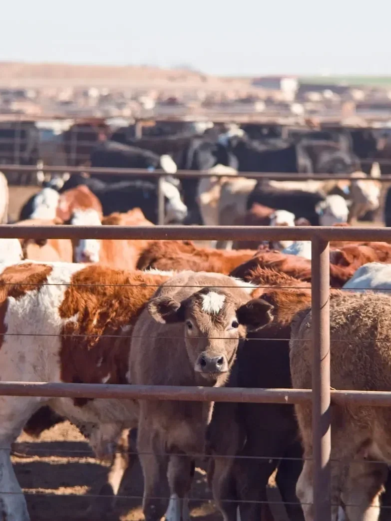 Feedlot Margins Sink Further Into The Red