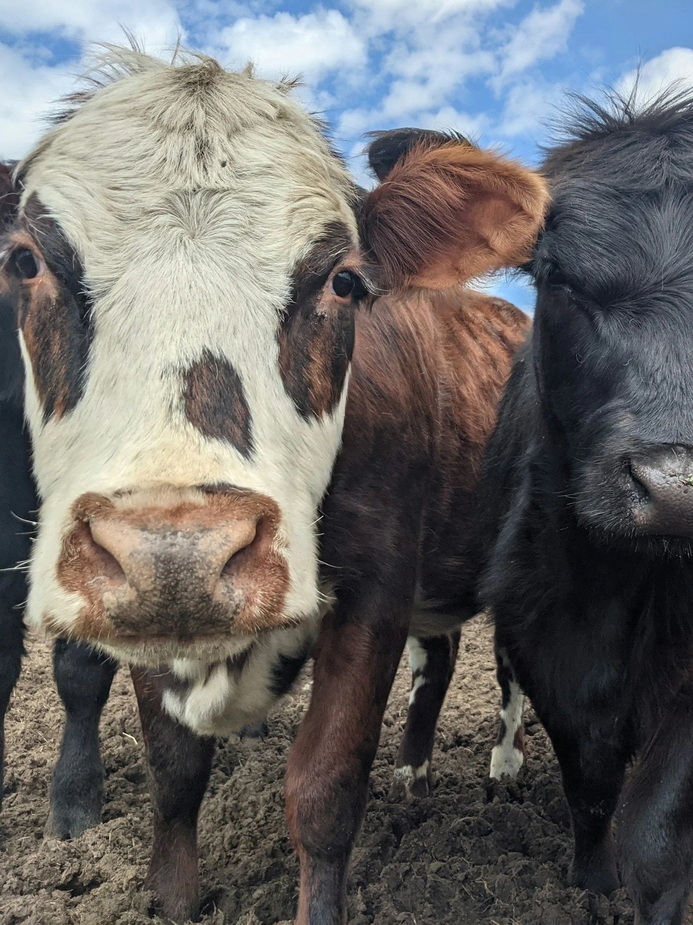 What It Will Take For The Cattle Rally to Continue