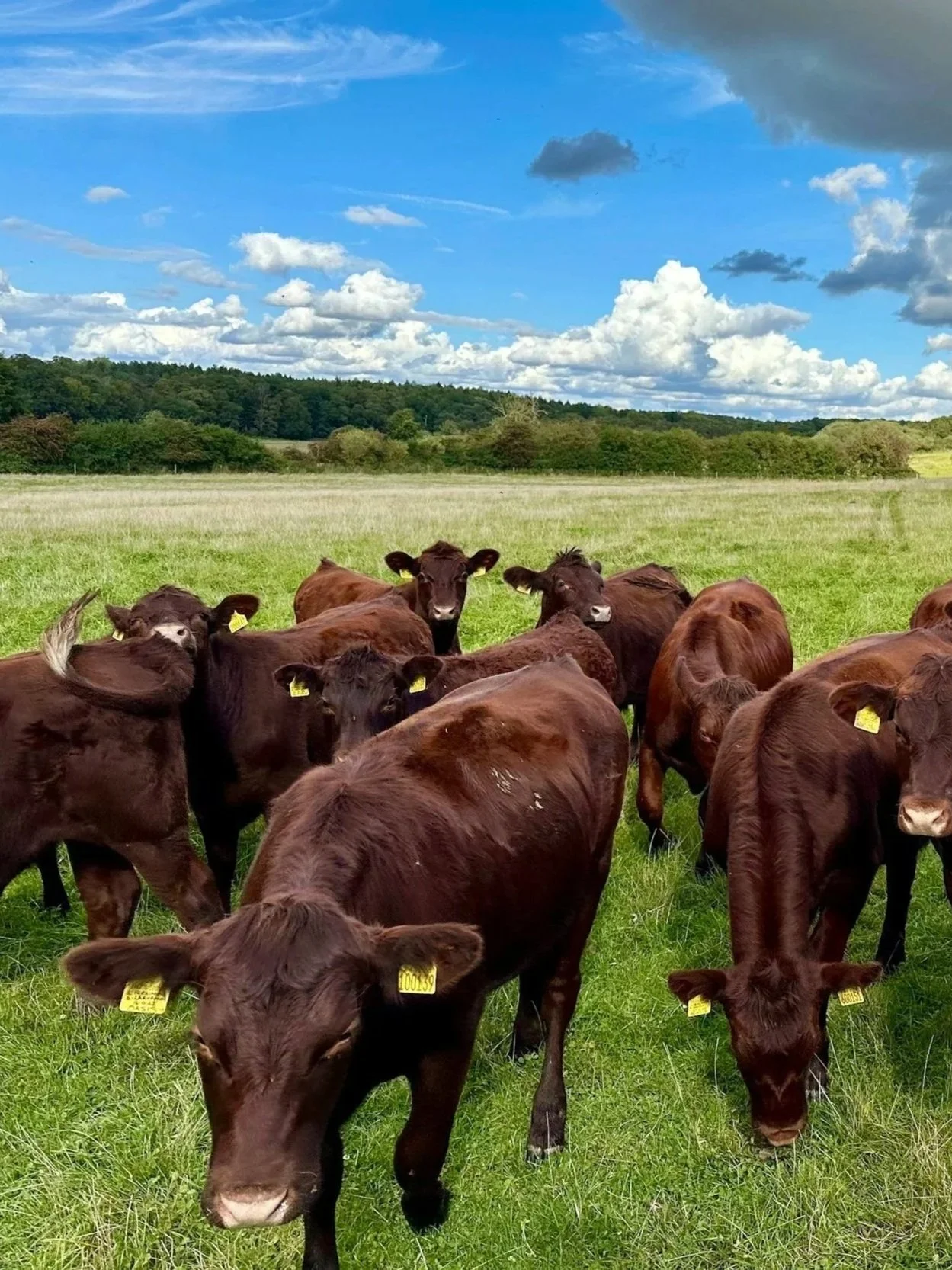A New Safety Net for Replacement Heifers
