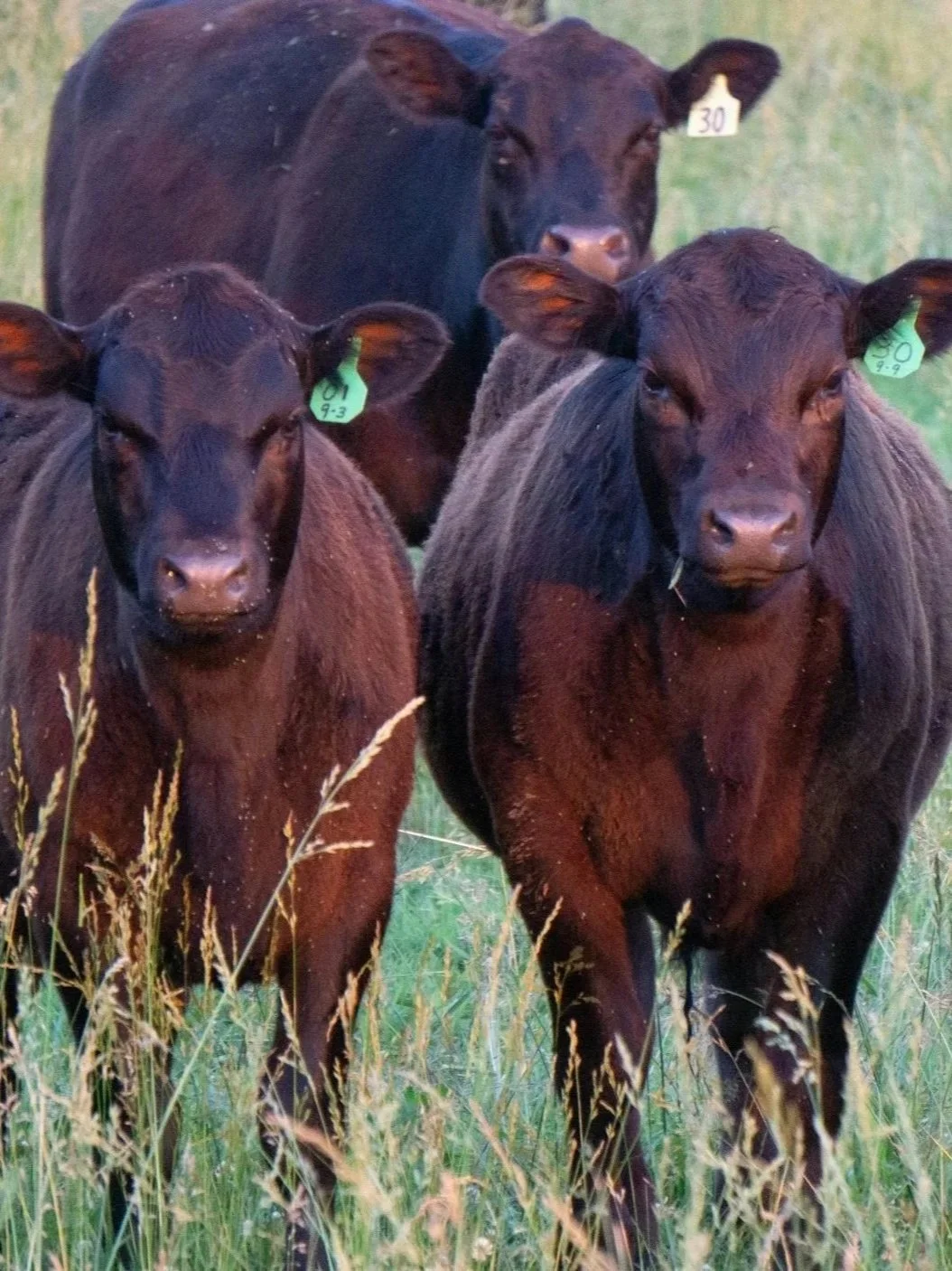 A Hyper-Targeted Approach to Herd Rebuild