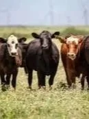 Beef Cow Herd May Be At Cyclical Low
