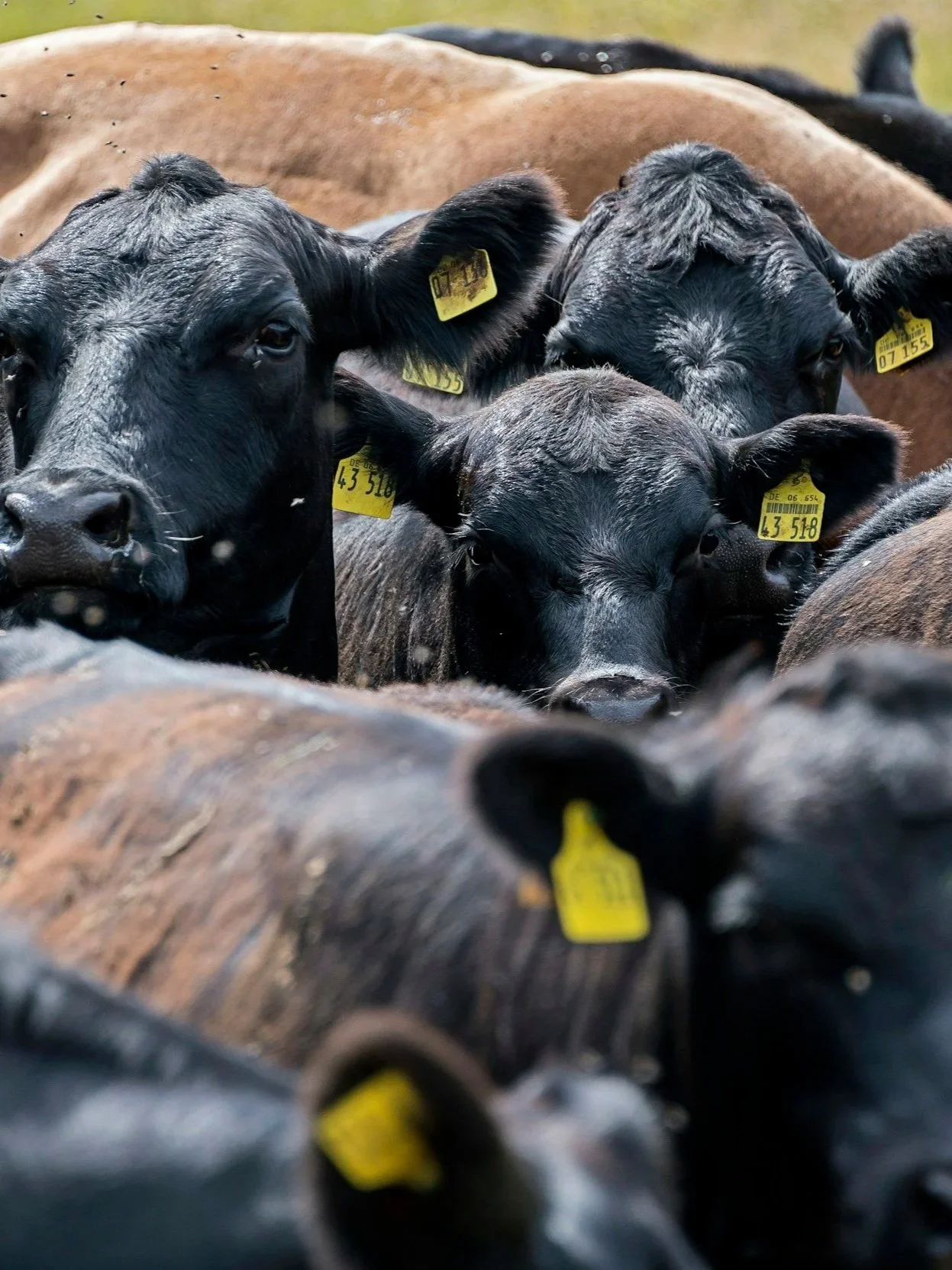 Seven Drivers That Will Shape Cow Profits