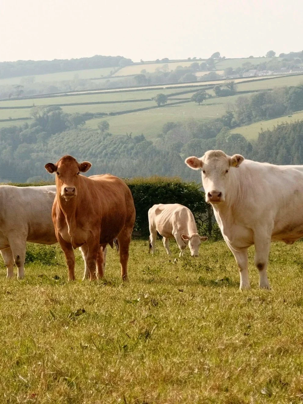 How To Respond To Sliding Cull Cow Prices