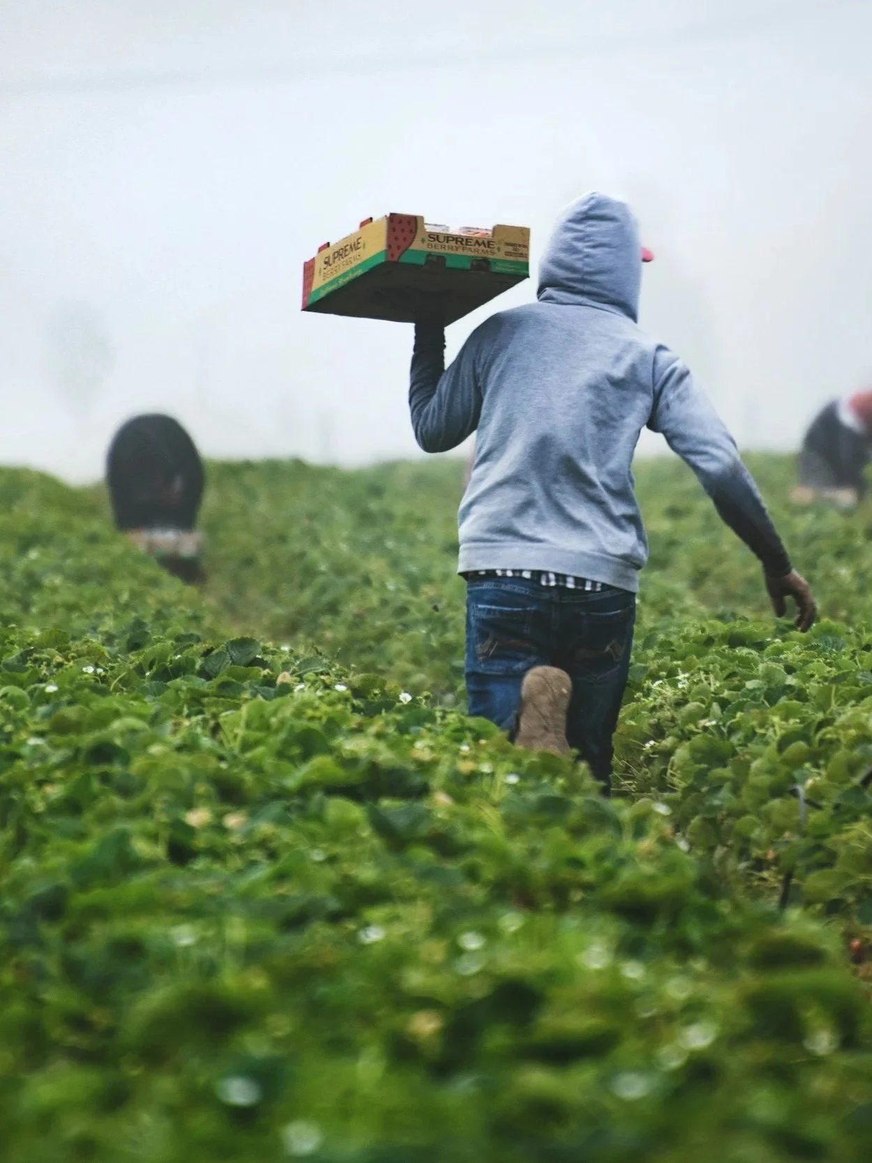 California Sets $`19.75 Farmworker Min. Wage