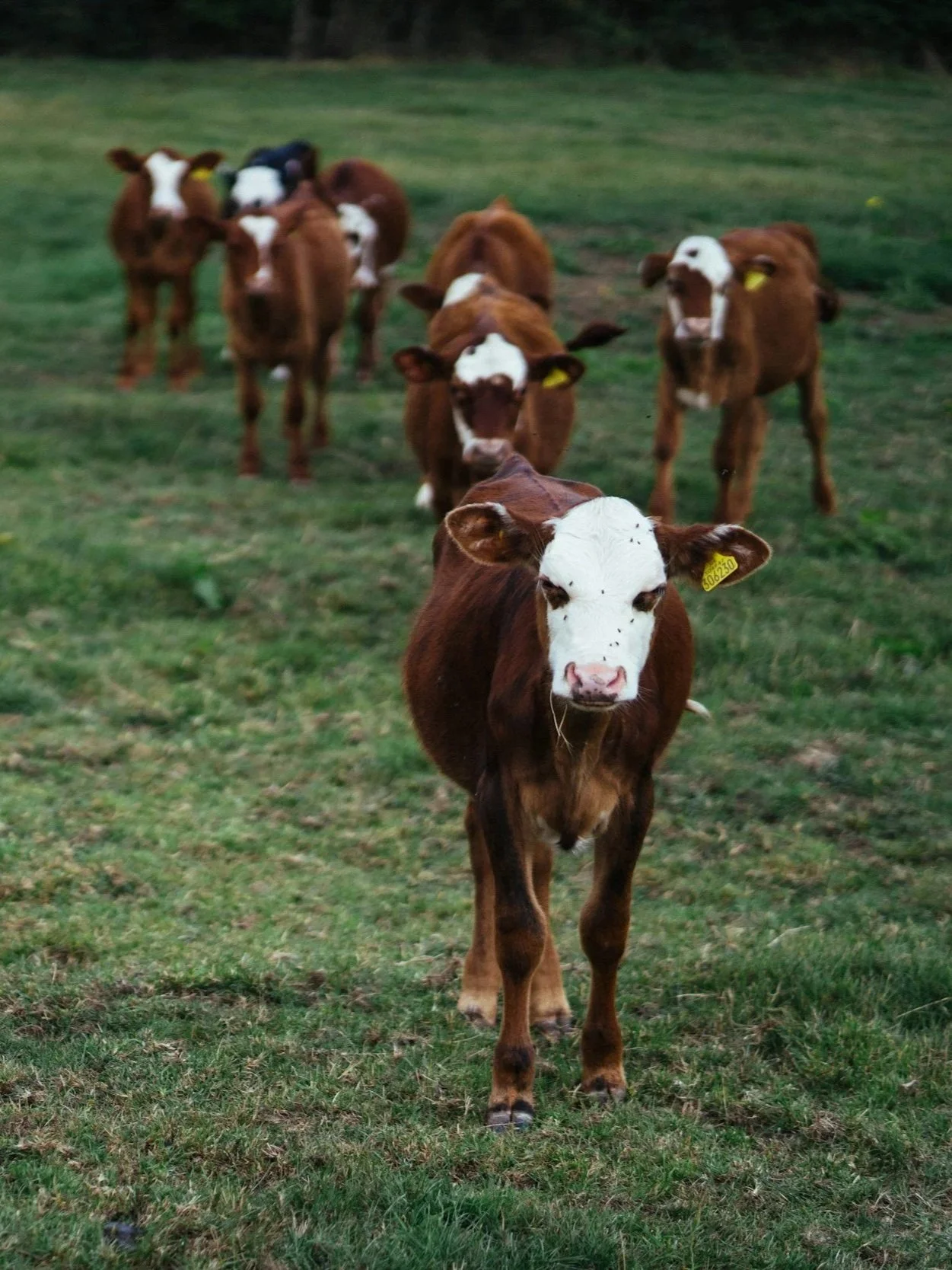 Expect a Good Return for Fall Marketed Calves