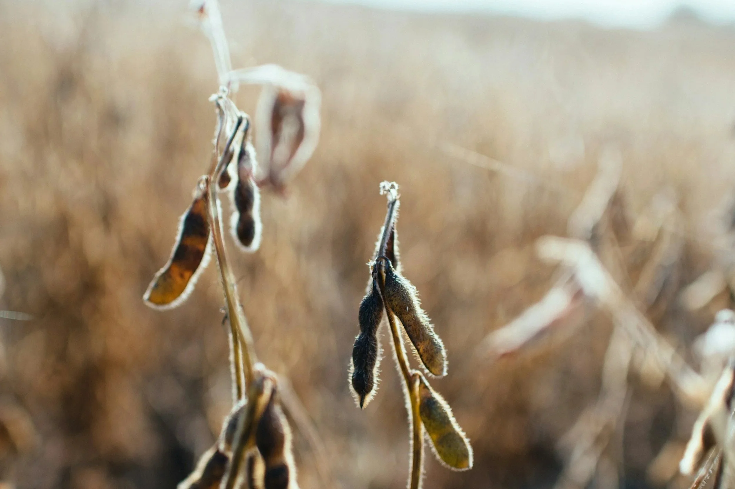 Yields Unlikely to Change Prior to Harvest