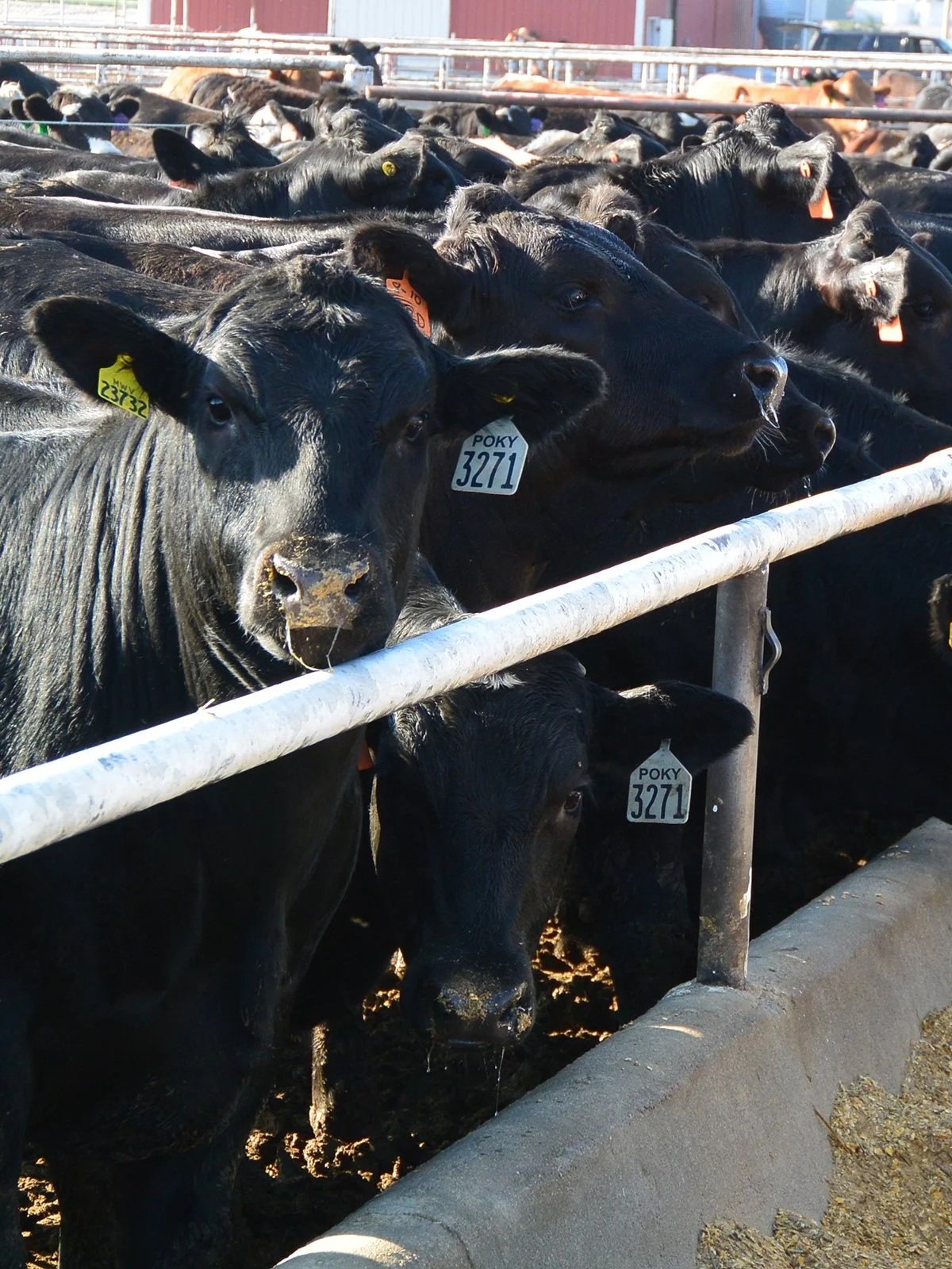 Feeder Margins Plunge to Multi-Year Lows