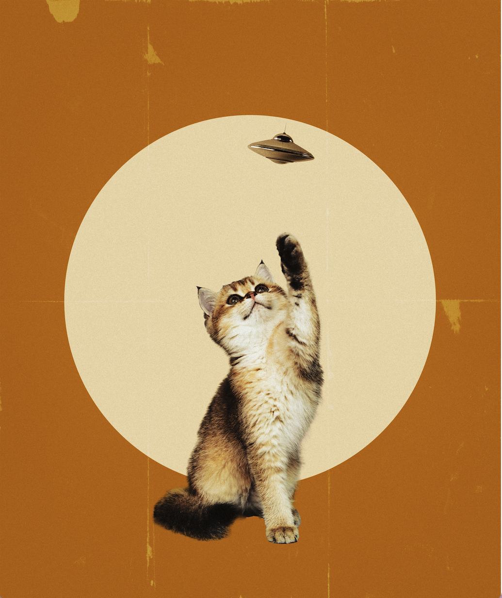 A cat reaching up towards a small flying disc with a yellow background and a large white circle.
