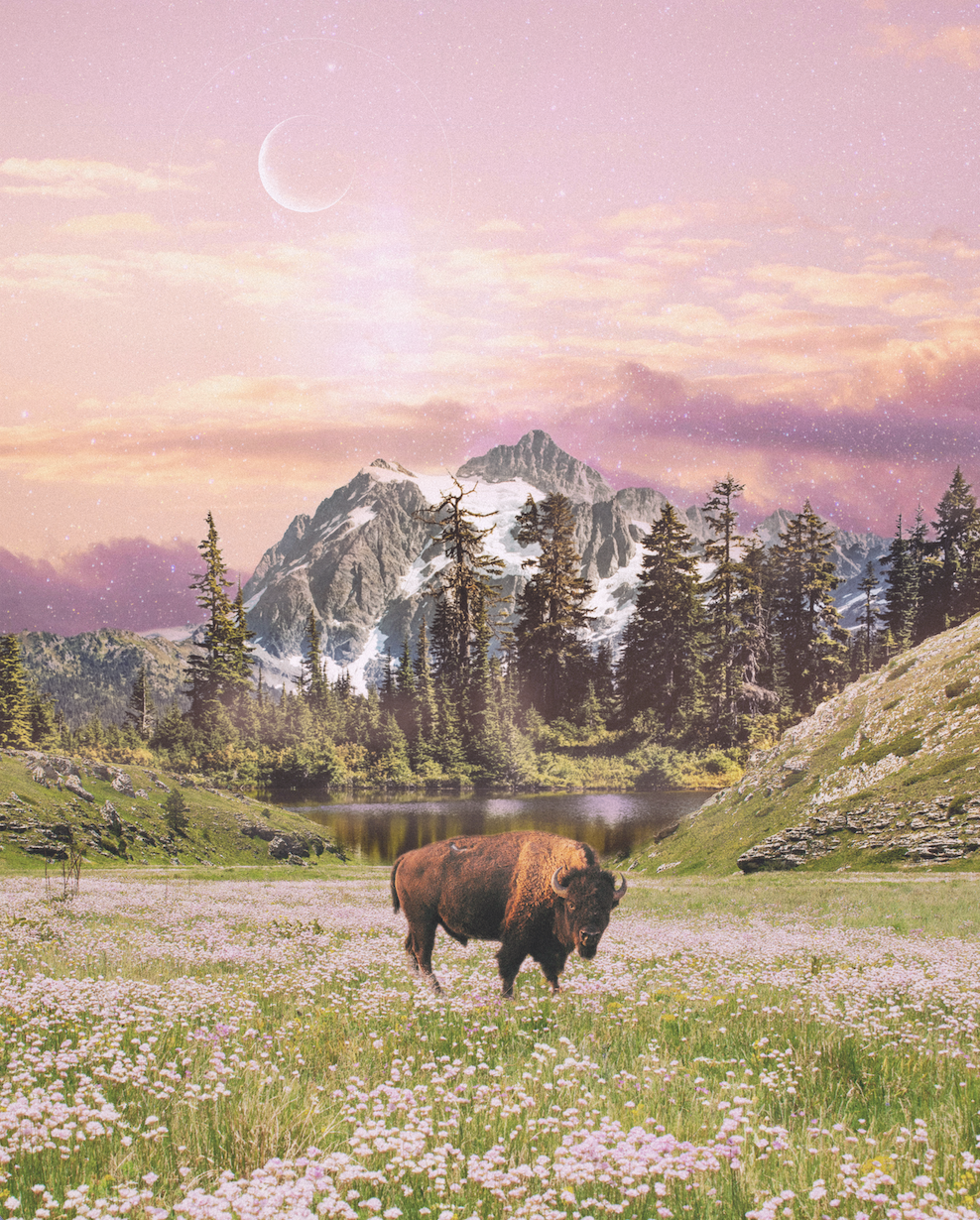 A bison standing in a field of pink and white flowers with a lake, pine trees, and snow-capped mountains in the background under a pink sky with clouds and a crescent moon.