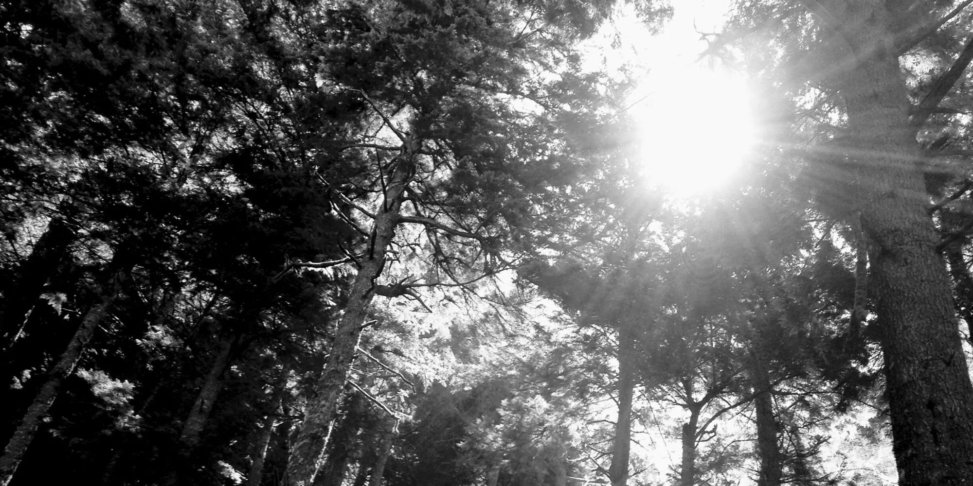 Tall pine trees in a forest with sunlight shining through the branches in black and white.