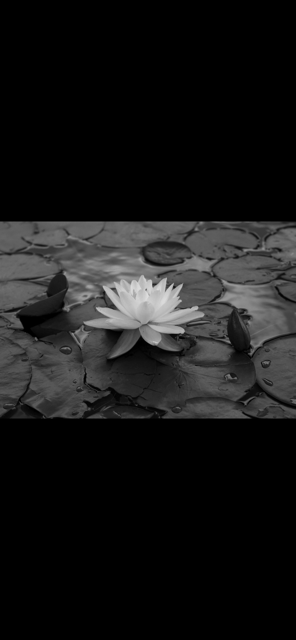 IMG_6925.PNG