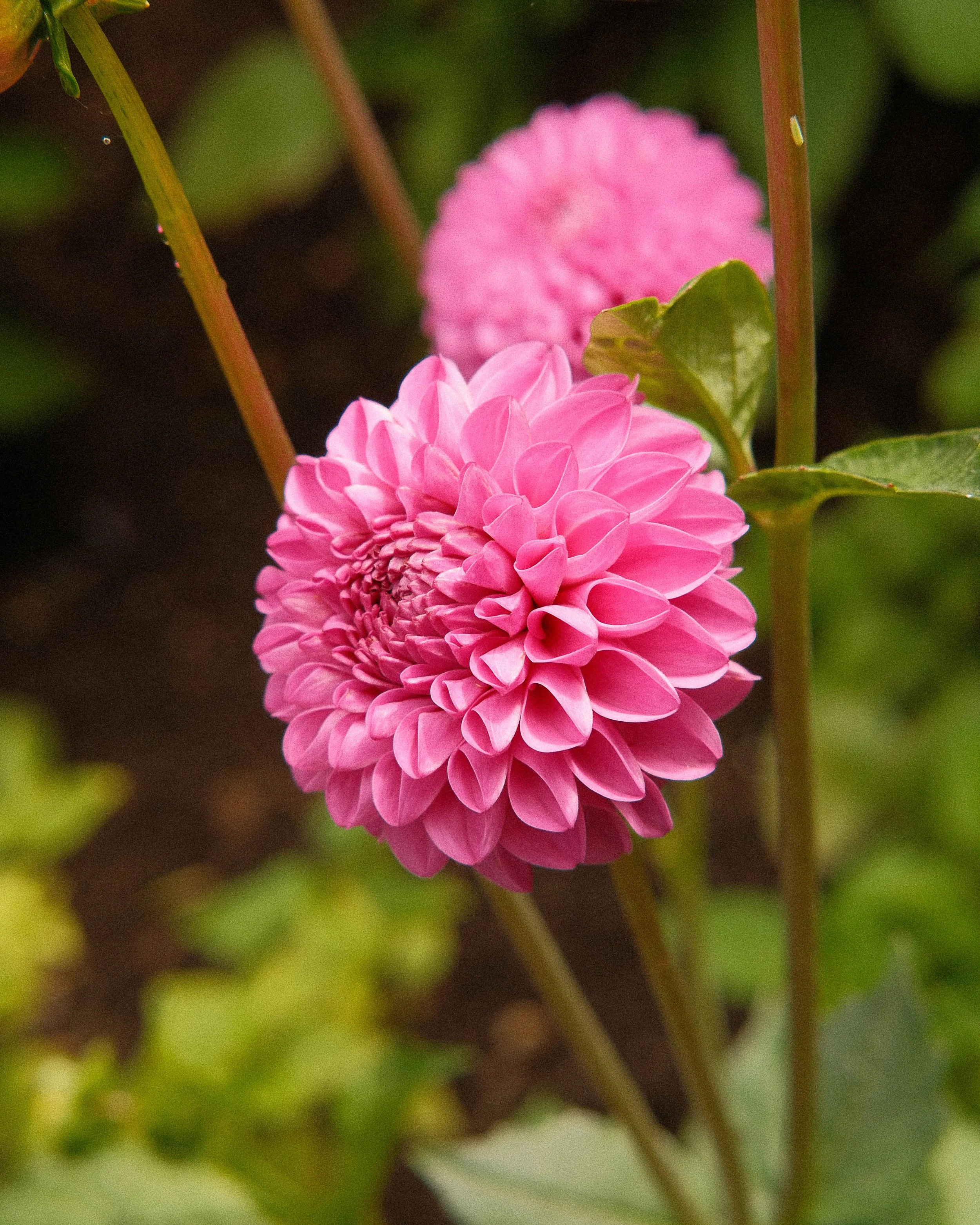 DSCF0406-3.jpg