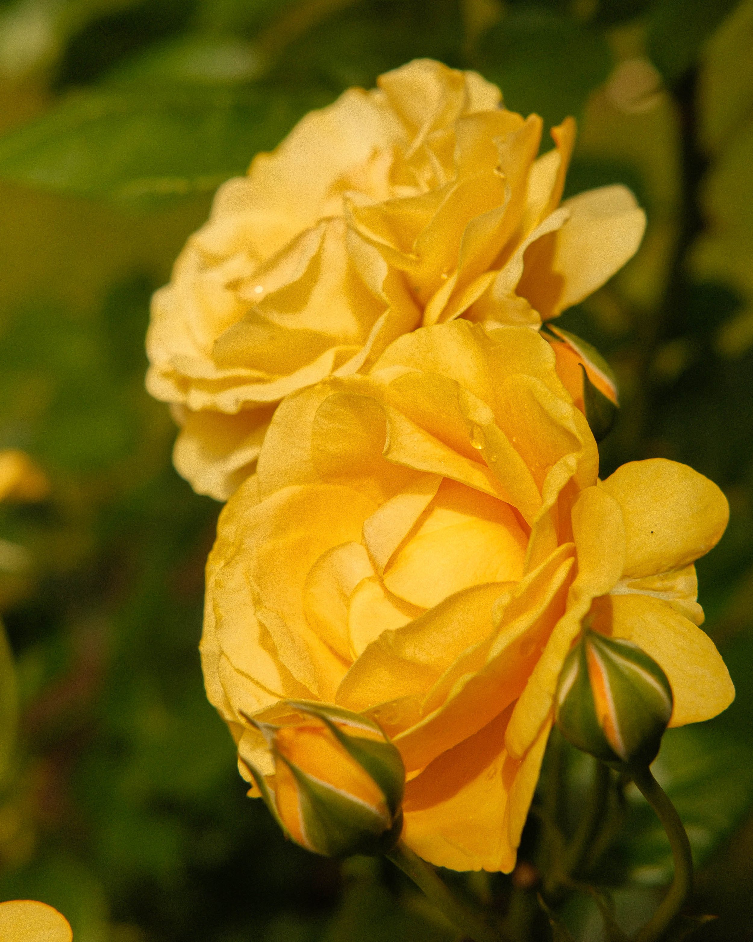 DSCF0421-2.jpg
