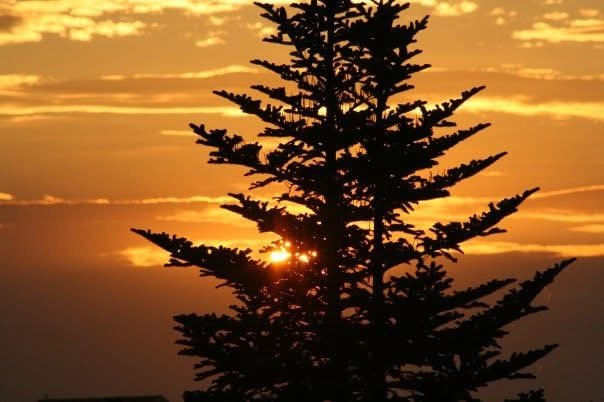 yellow_sunset_black_fir_tree.JPG