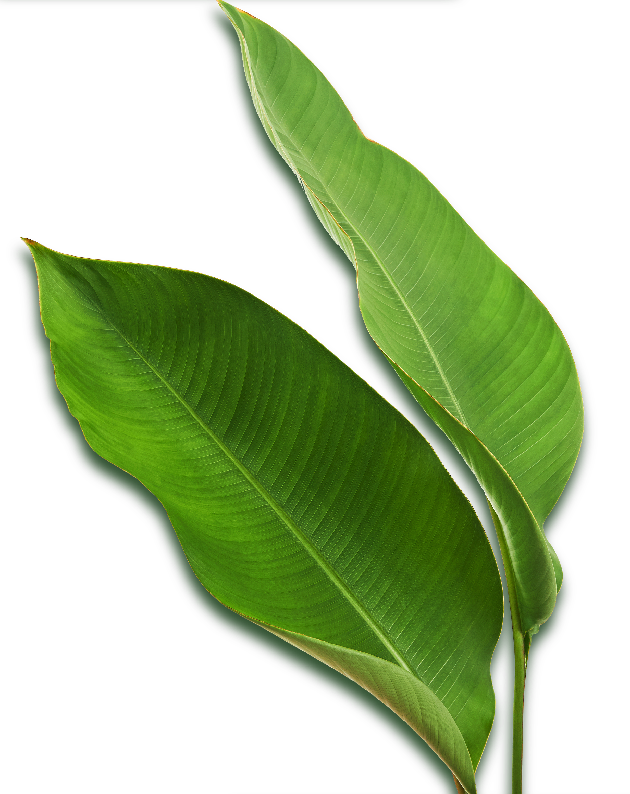 Close-up of green banana leaves with prominent veins on a black background.