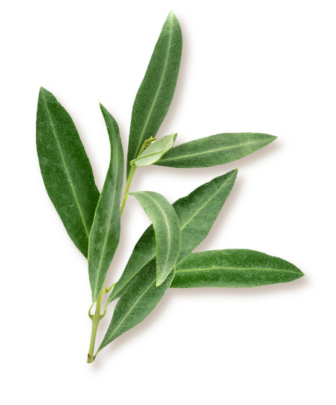 Green olive branches with leaves and an olive fruit bud