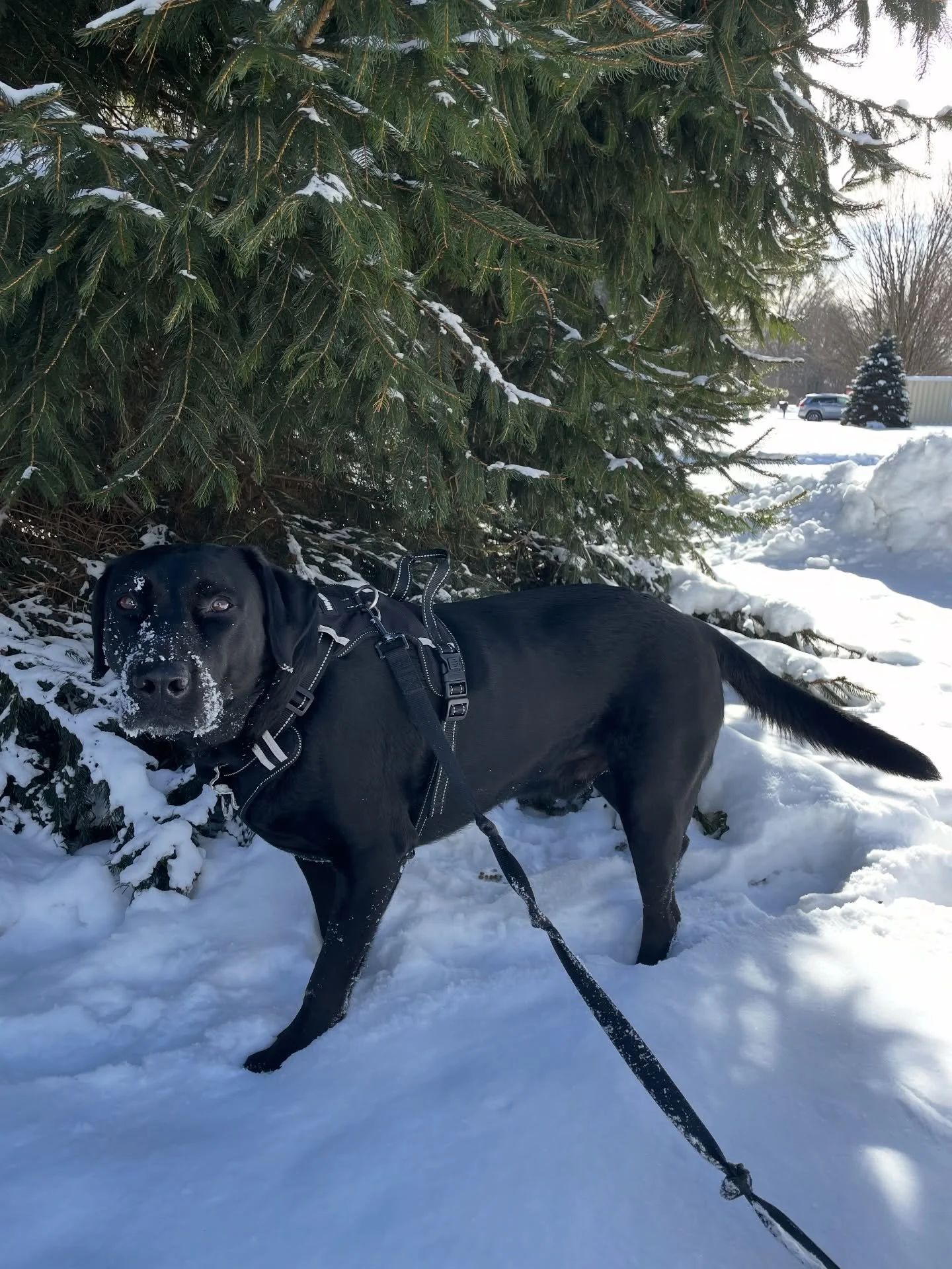 A black dog with snow on its face standing on snow-covered ground beside a large pine tree and a snow-covered neighborhood background, wearing a harness and on a leash.