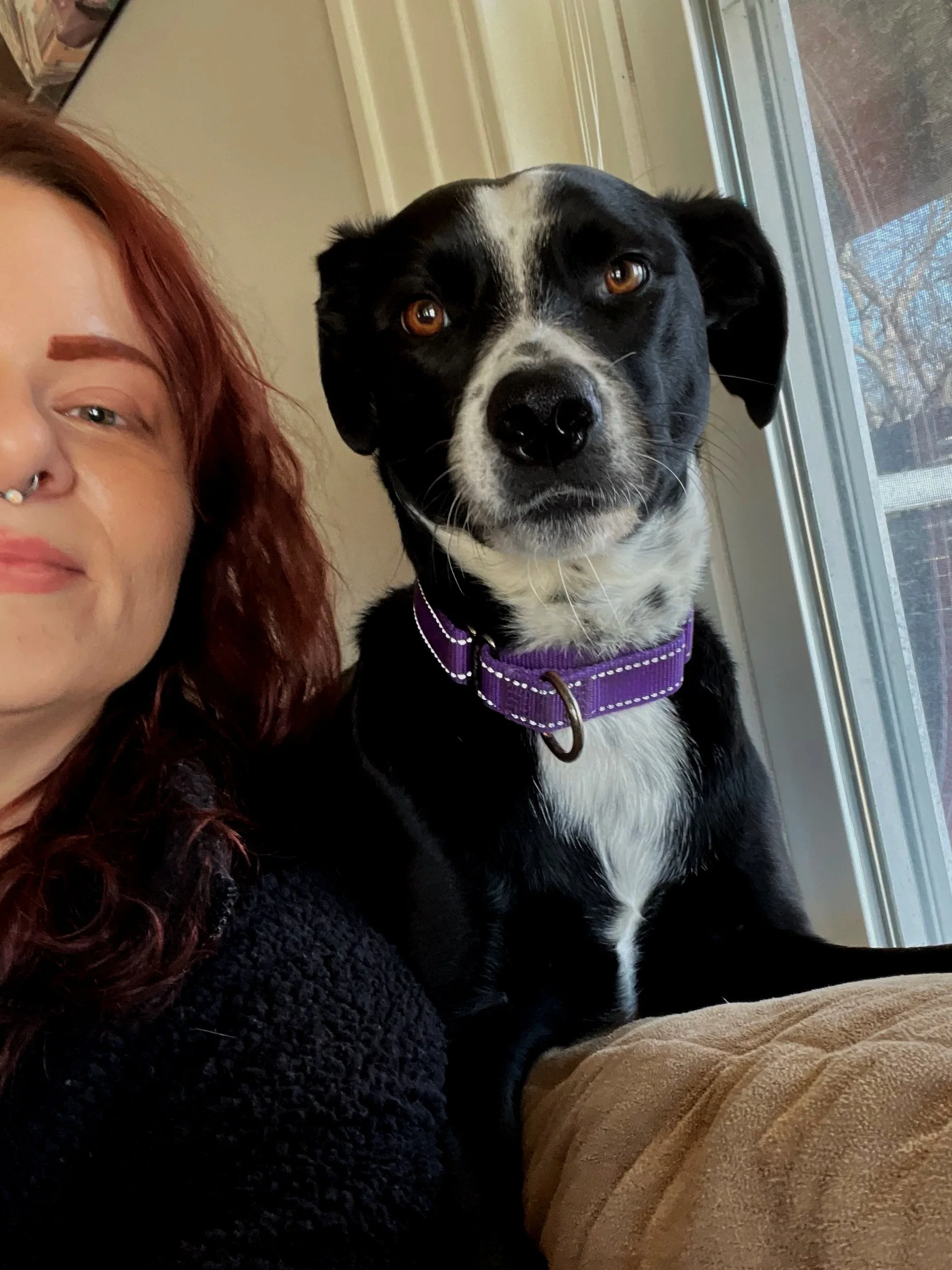 A woman with red hair and a septum piercing taking a selfie with a black and white dog wearing a purple harness near a window.