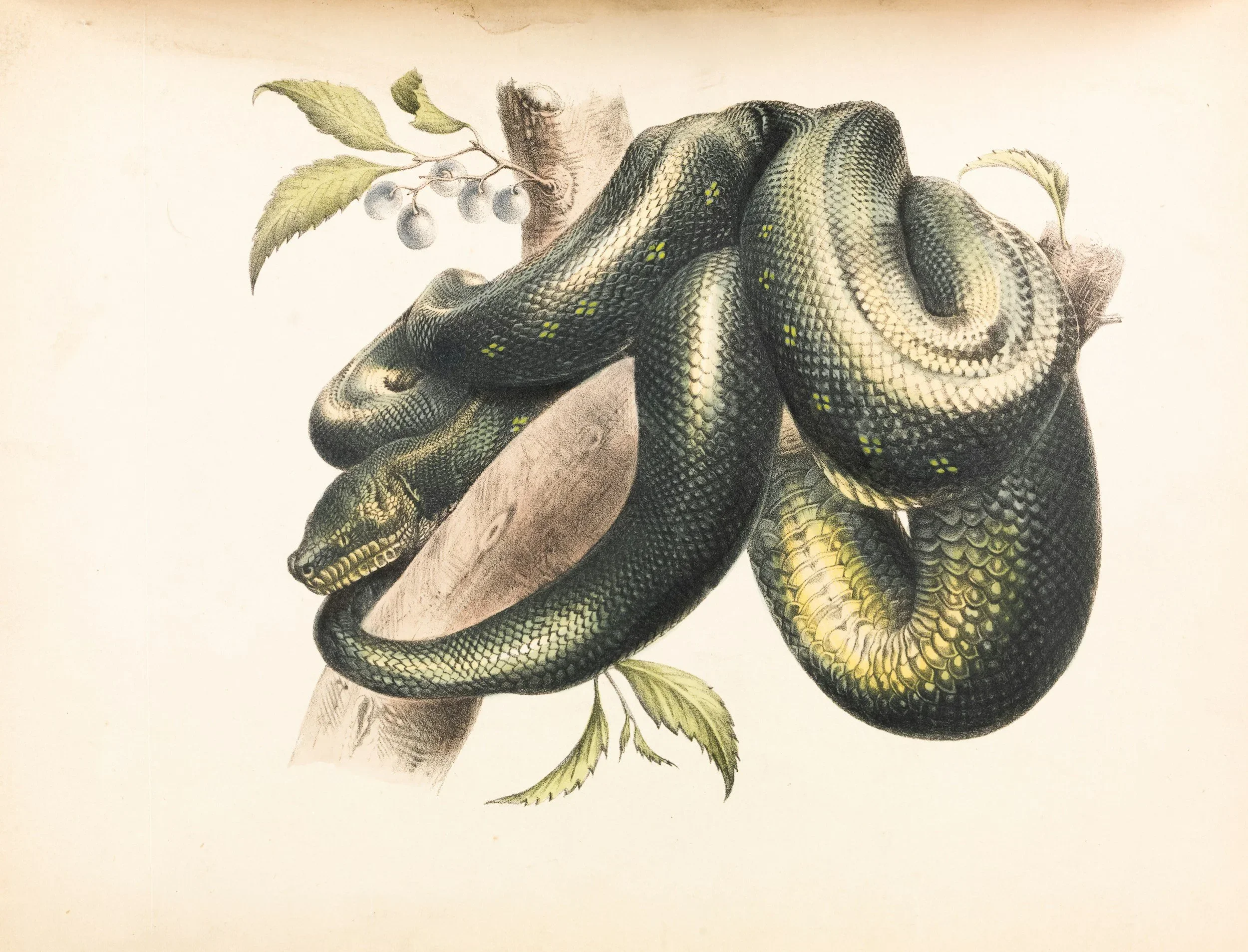 Snake Medicine by Lexie Wolf