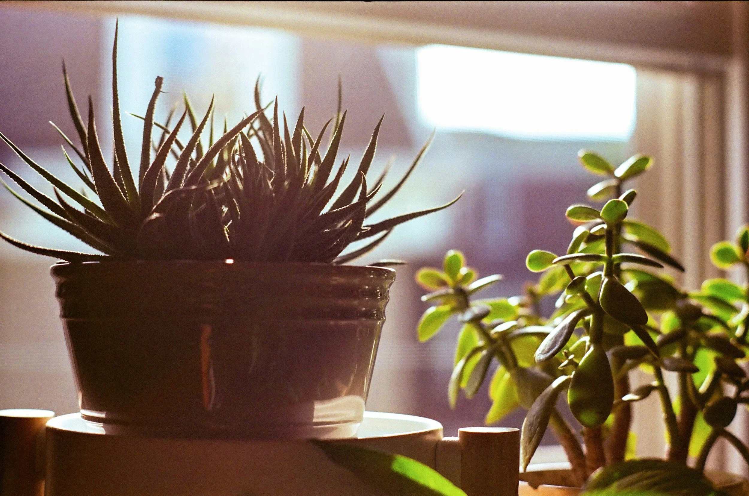 Tending to the Sacred of Everyday Life by Lexie Wolf