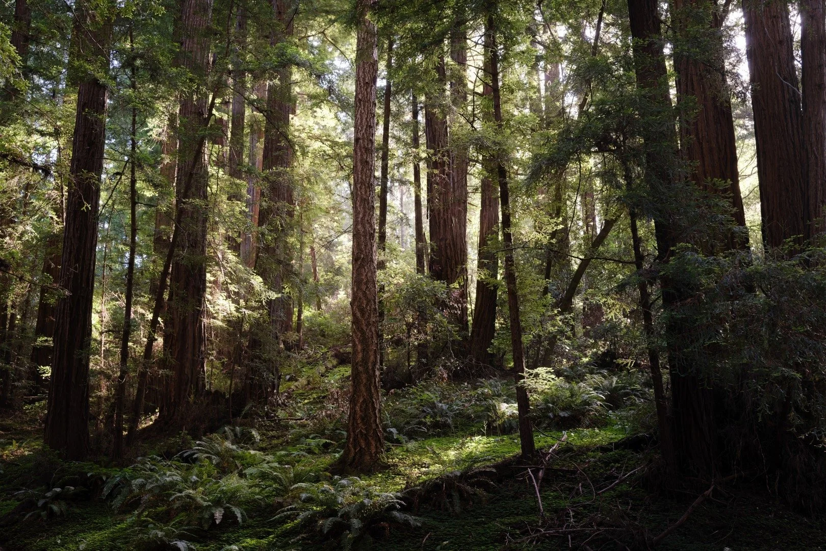 20260629-_DSF5606-DxO_DeepPRIME XD3 X-Trans-protected-intensity-LOW-V2.jpg