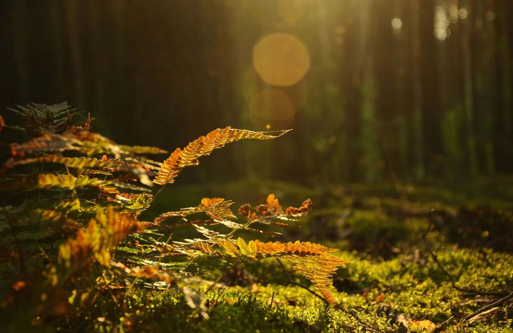 Close-up of yellow and green ferns on the forest floor, illuminated by sunlight with a blurred forest background and bokeh effect.