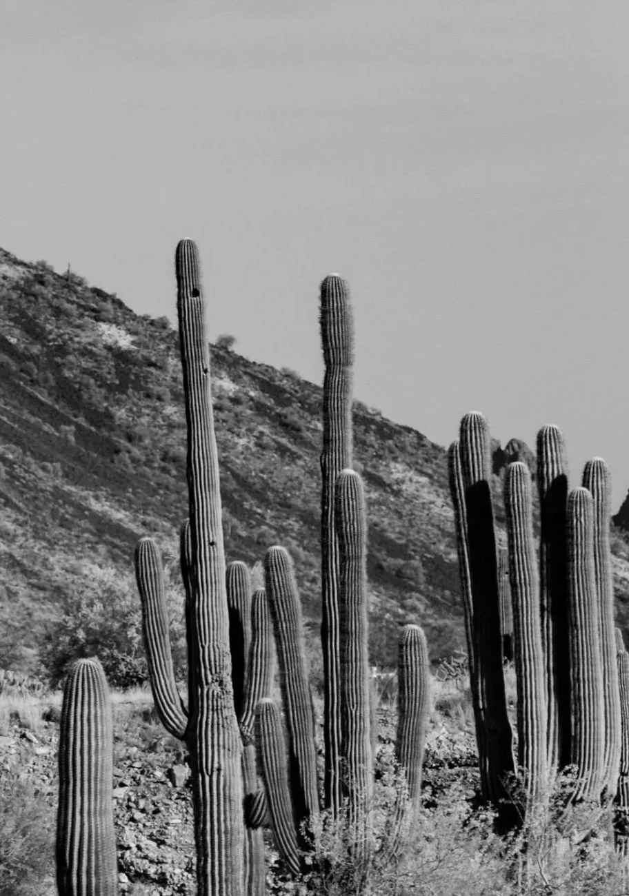 Black and white photo of tall saguaro cacti on a desert hillside with a mountain in the background.