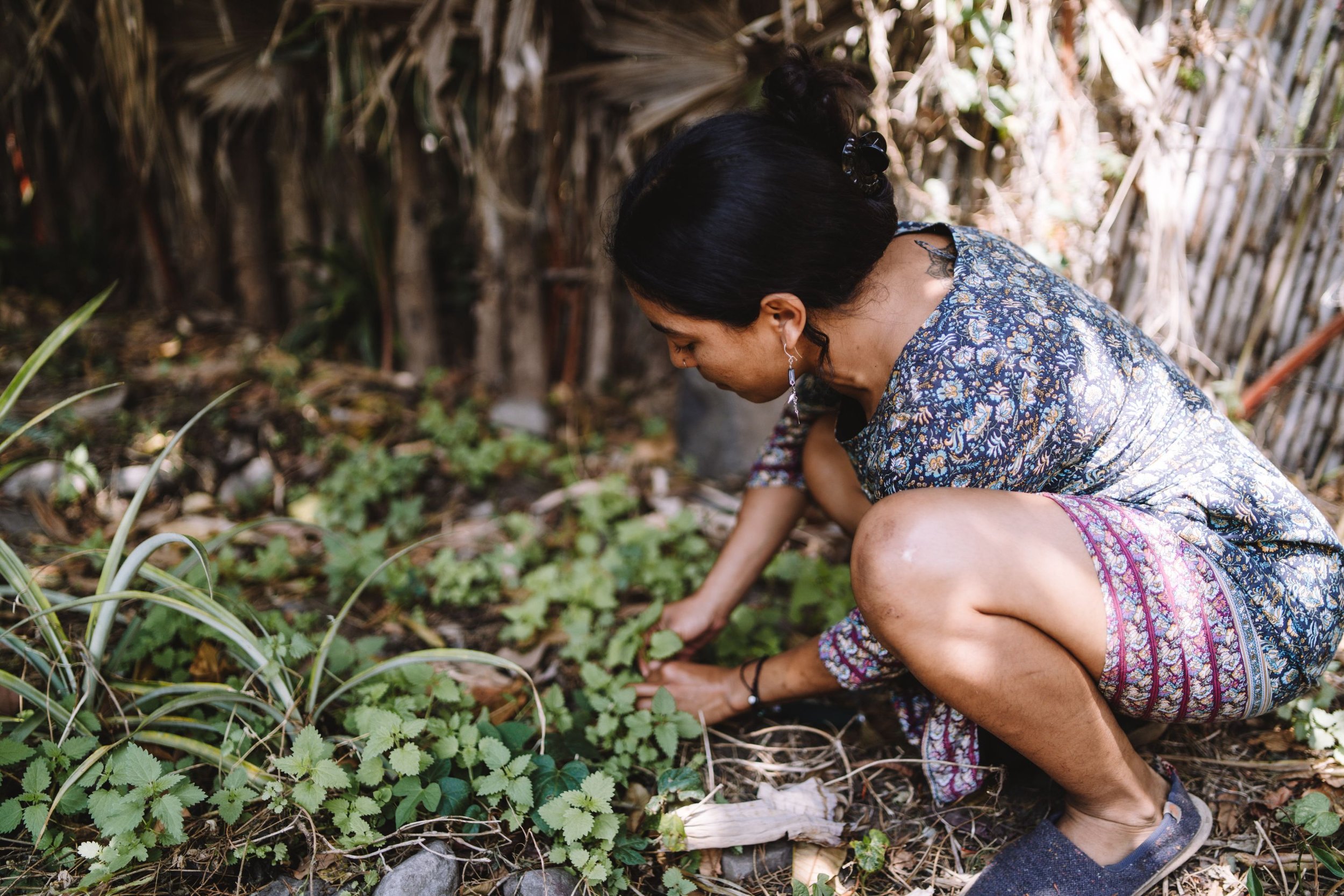 Woman in floral dress crouching and harvesting leaves in a garden with plants and dry leaves around.