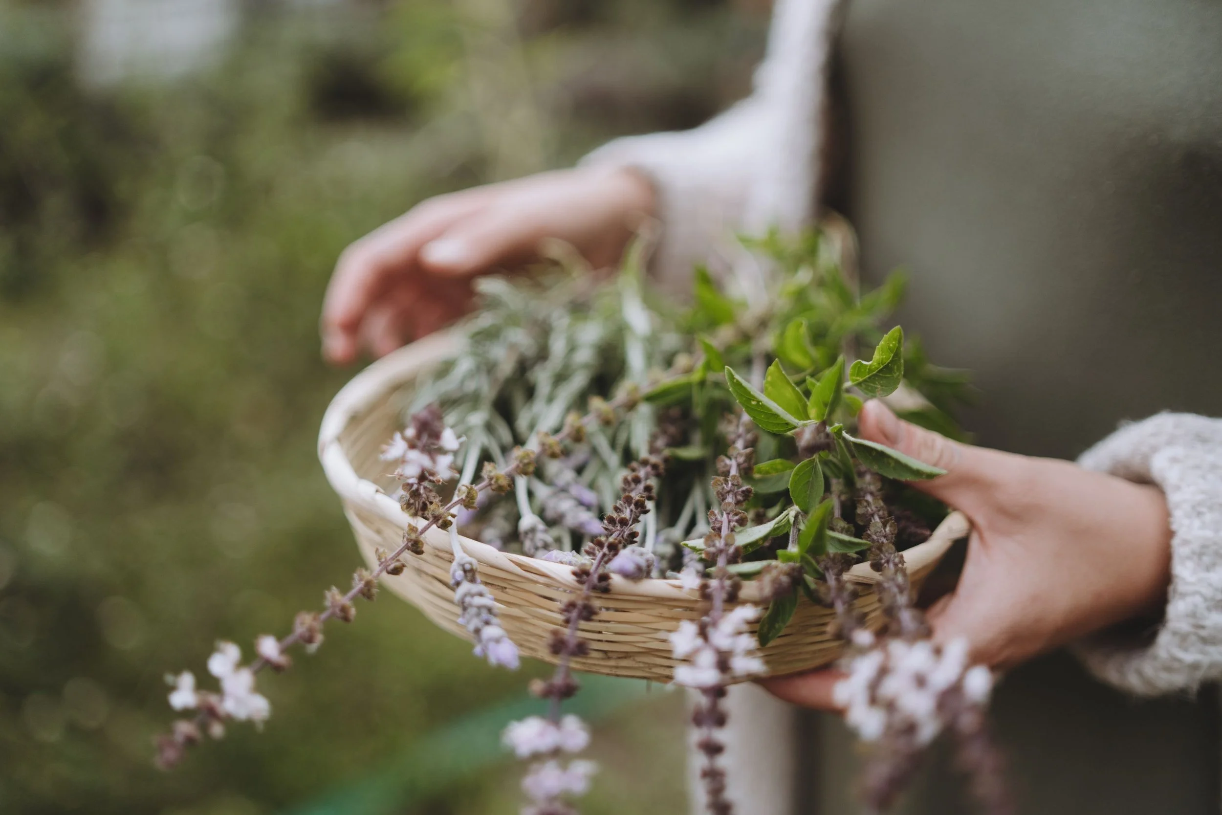 Person holding a basket filled with fresh herbs and lavender outdoors.