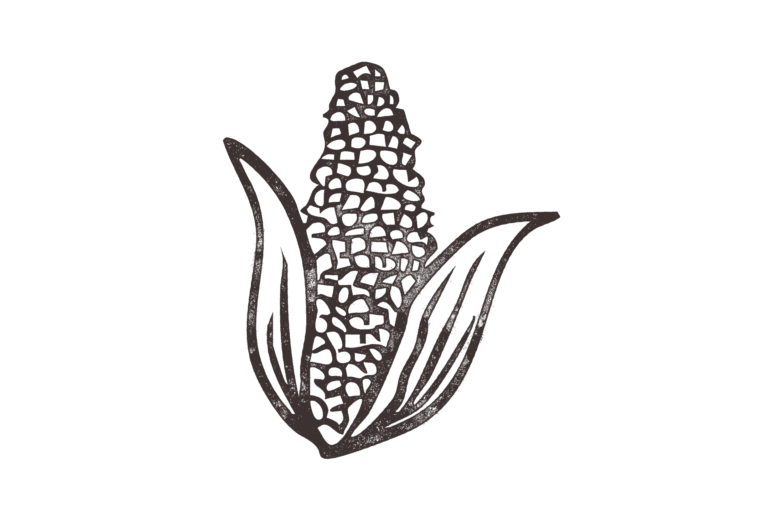 An illustration of an ear of corn with detailed line work on a black background.