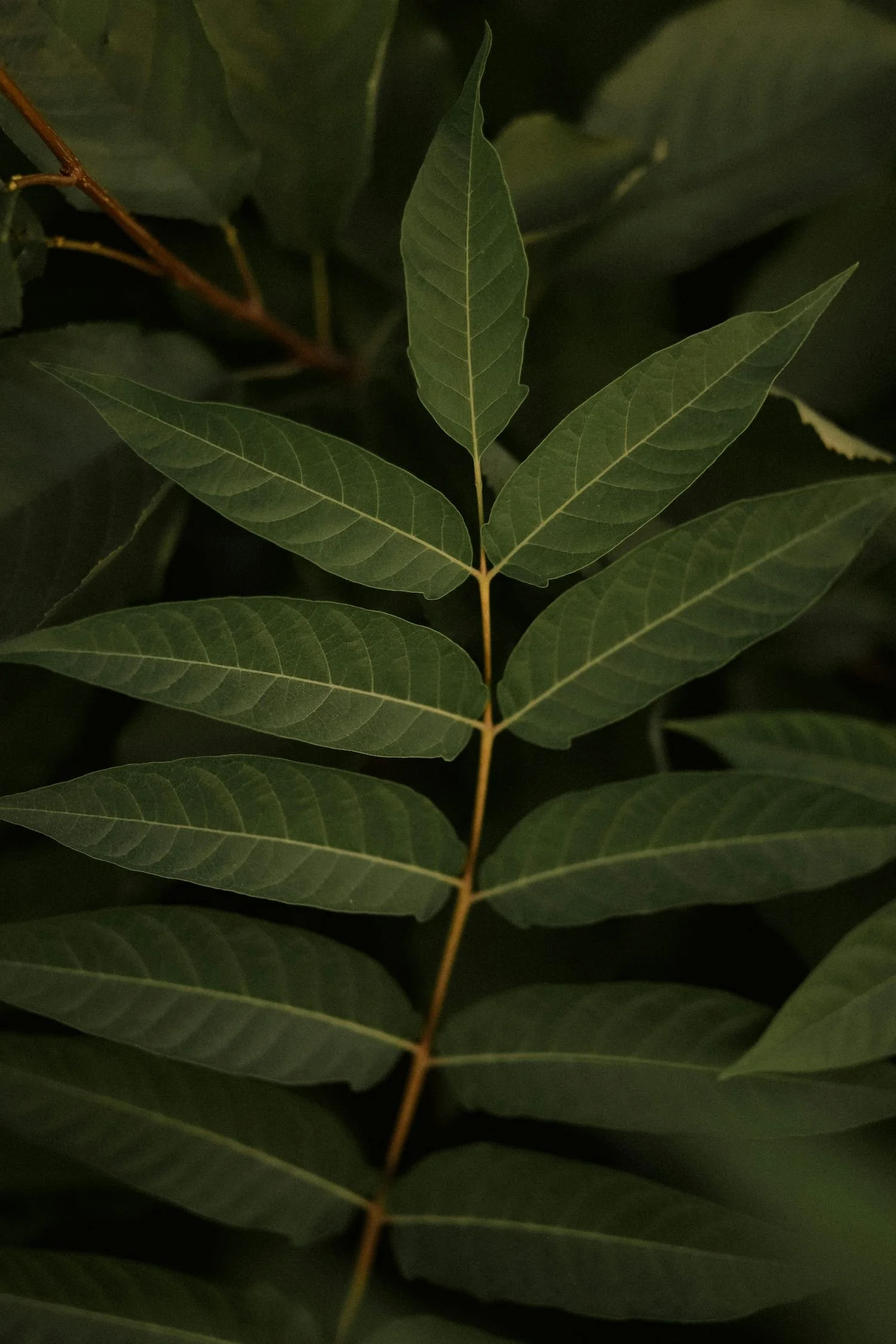 Close-up of several dark green elongated leaves with prominent veins on a plant, arranged along a central stem.