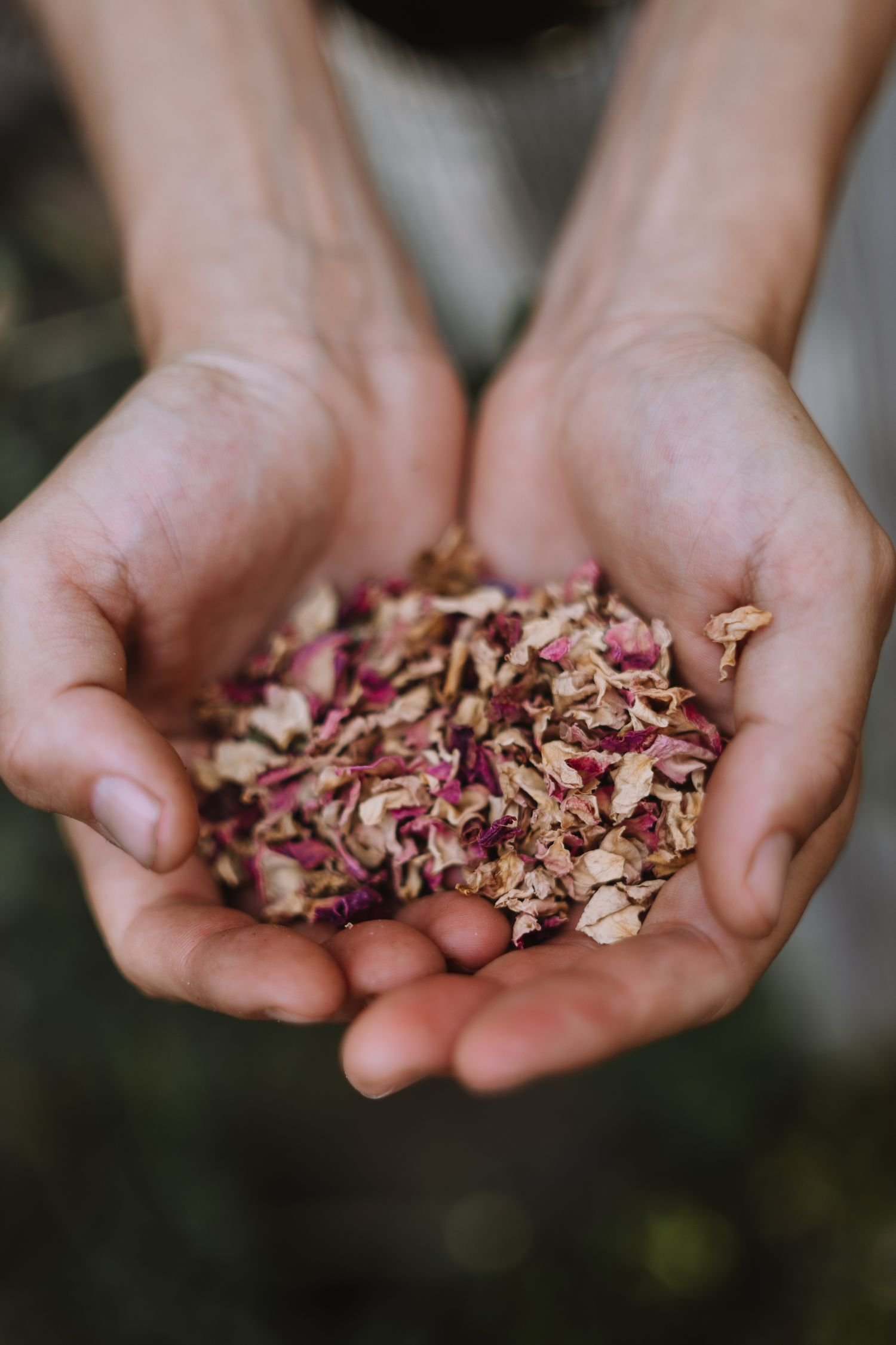 Close-up of hands holding dried flower petals.