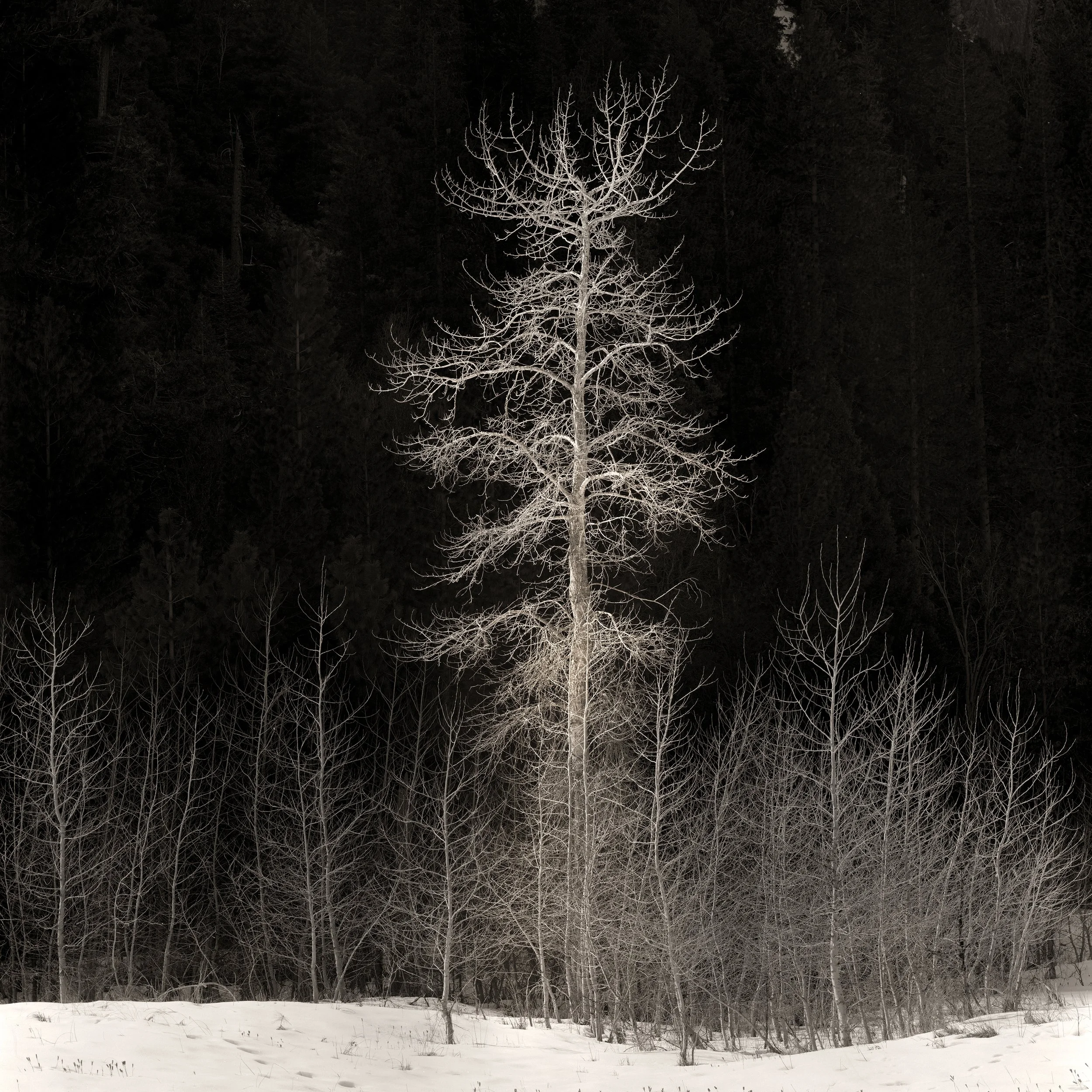 Tree, Yosemite