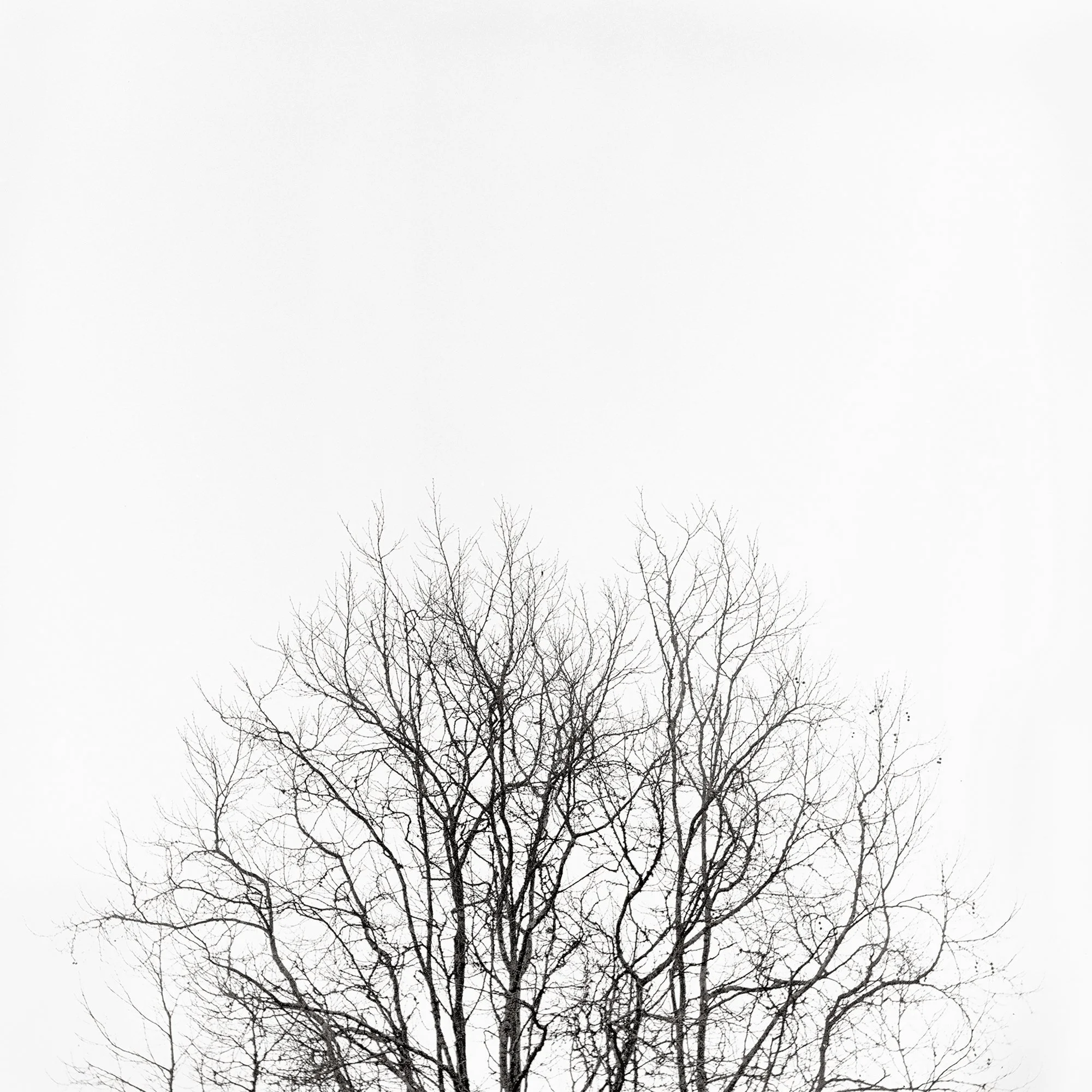 Trees, Golden Gate Park