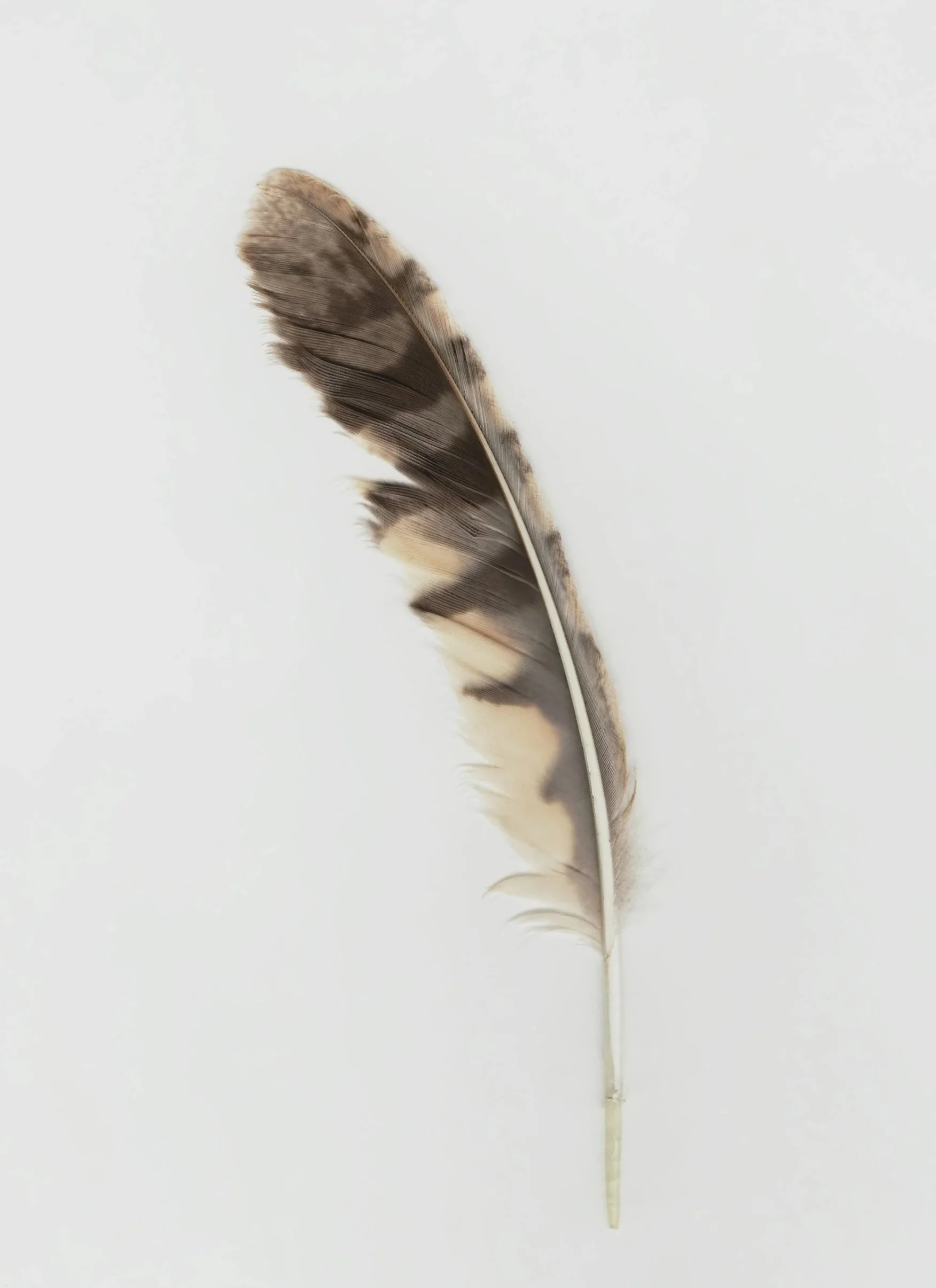 linus-belanger-IX8qqKgPKuE-unsplash.jpg