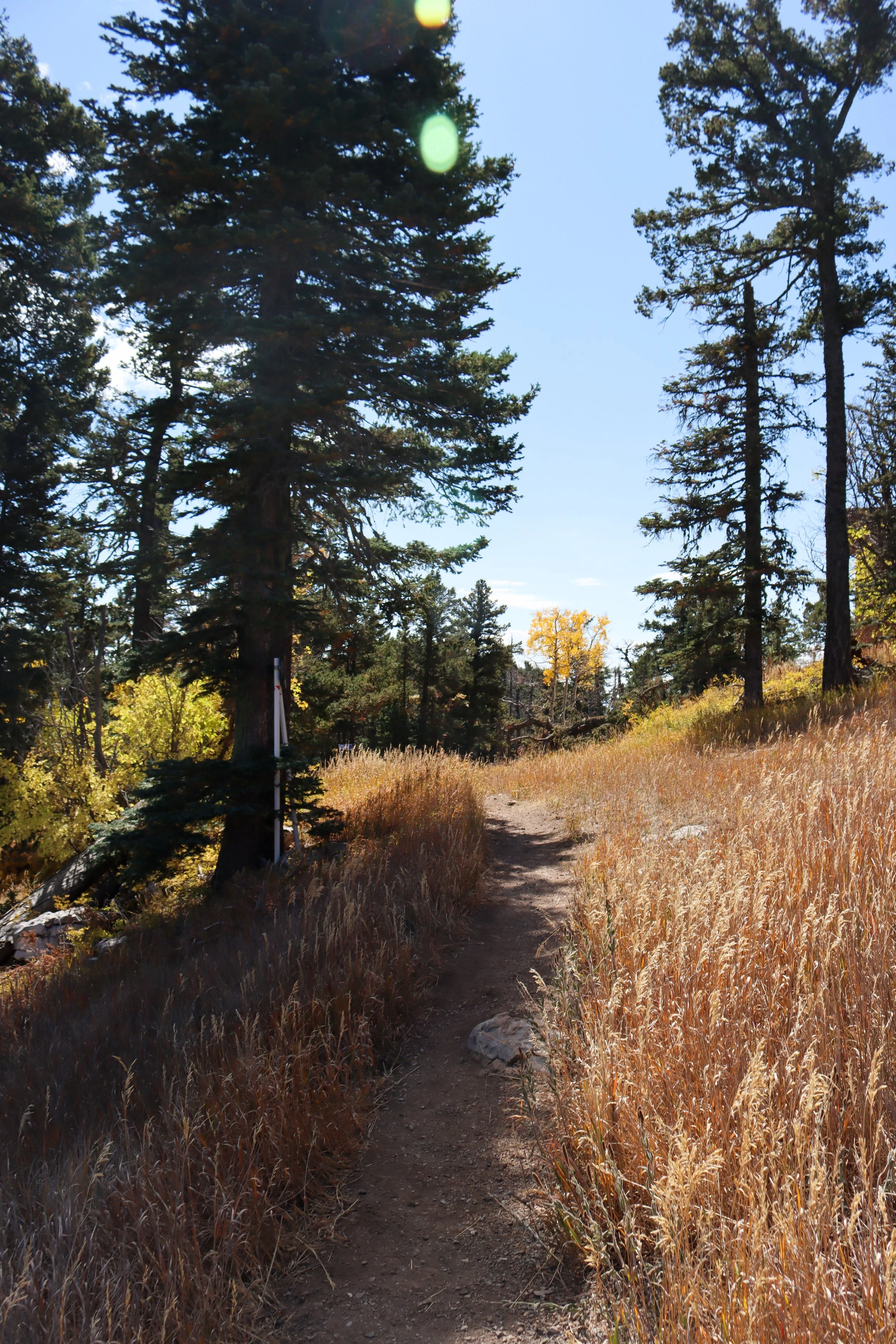A narrow dirt trail winding through a grassy area surrounded by tall pine trees under a clear blue sky.