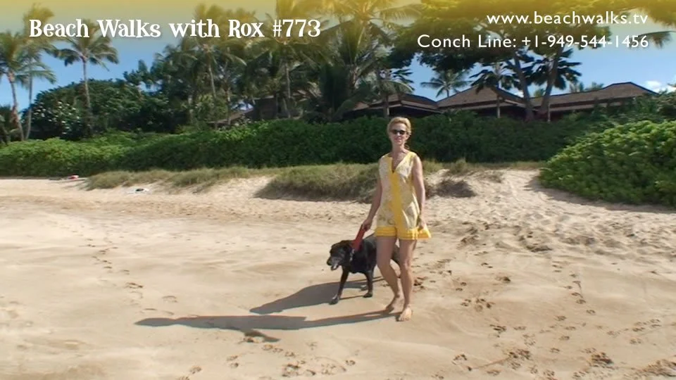 Beach Walk 773 - The Currency of Happiness
