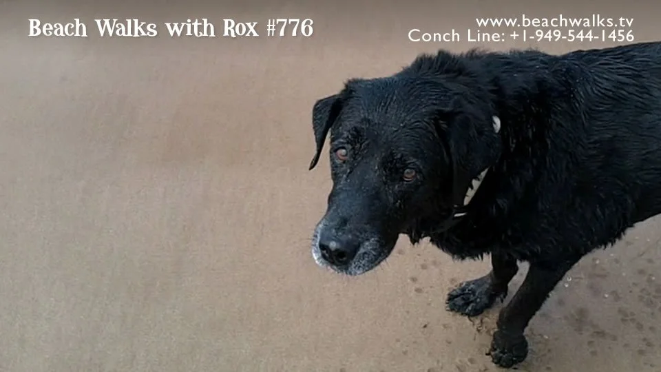 Beach Walk 776 - Meditation on Fetching