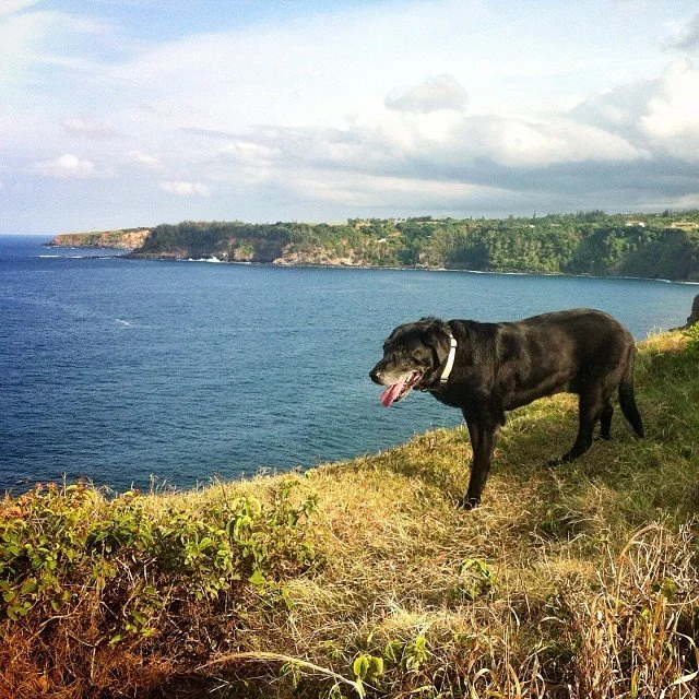 Lexi Dogg Taking a Cliff Walk