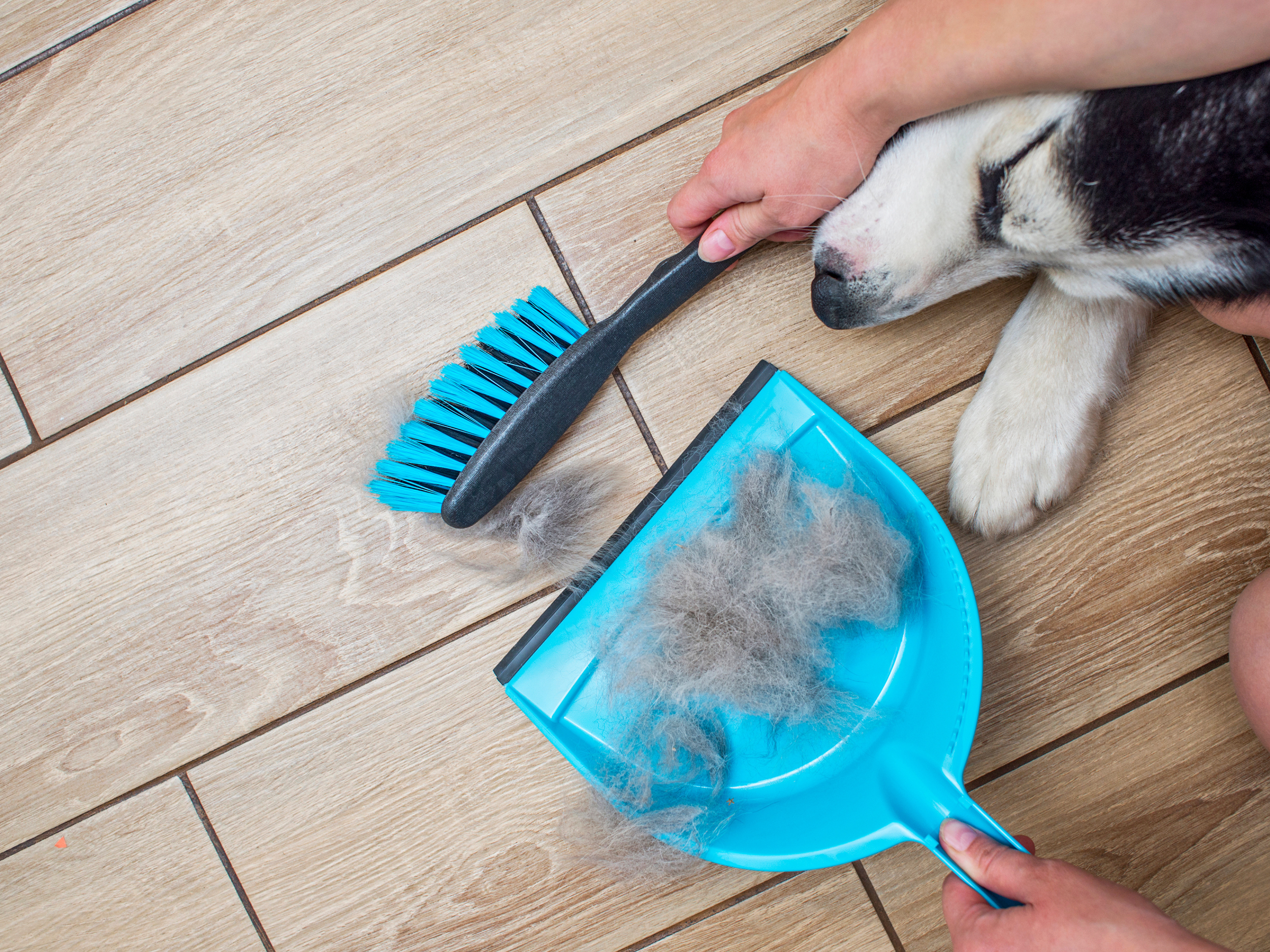 pet hair cleaning.png