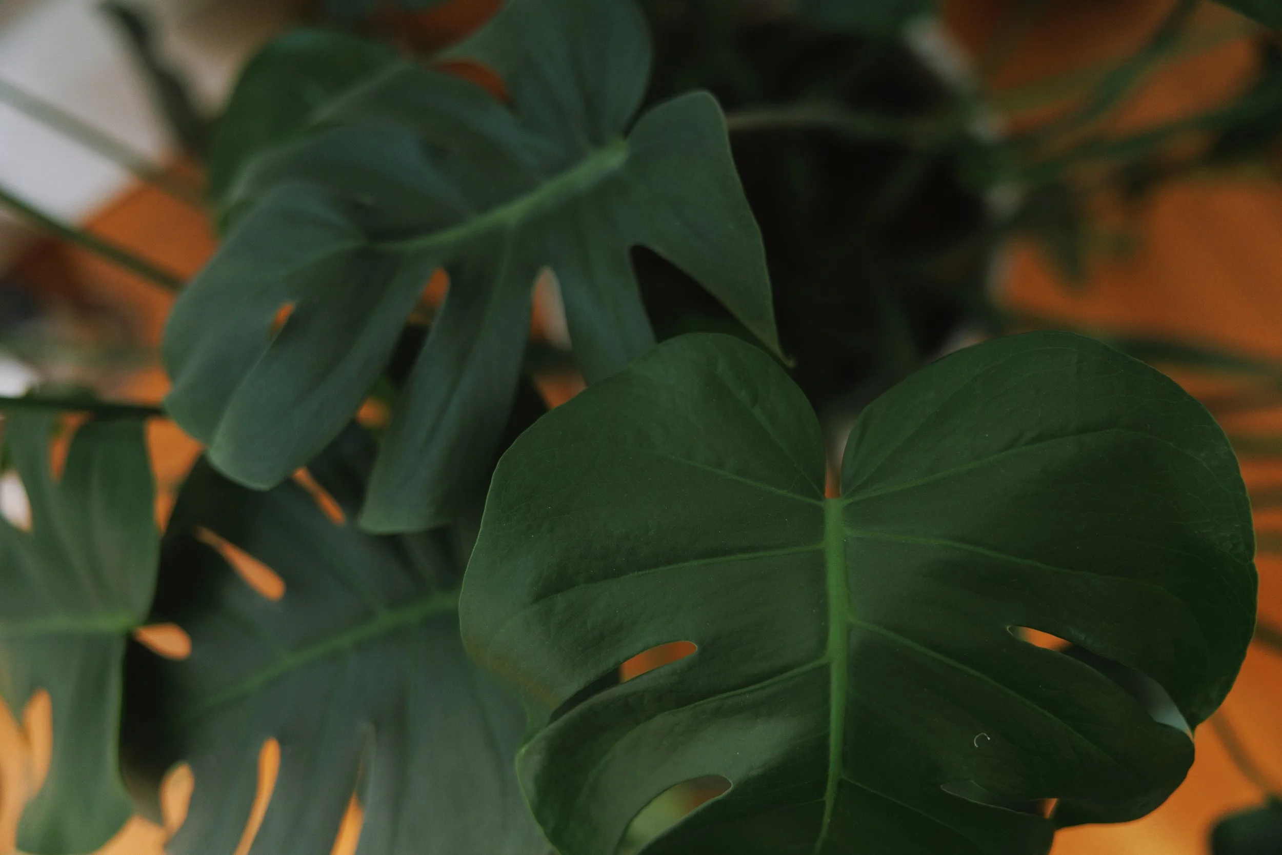 Close-up of green, heart-shaped leaves with a smooth texture.