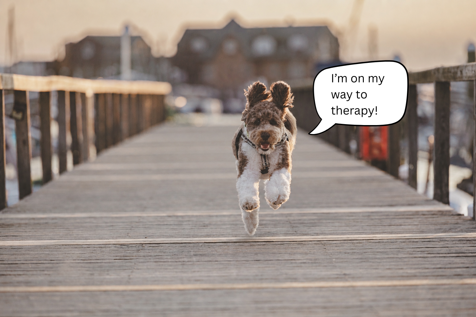 A dog with curly fur and floppy ears running on a wooden bridge toward the camera with a speech bubble saying, 'I'm on my way to therapy!'
