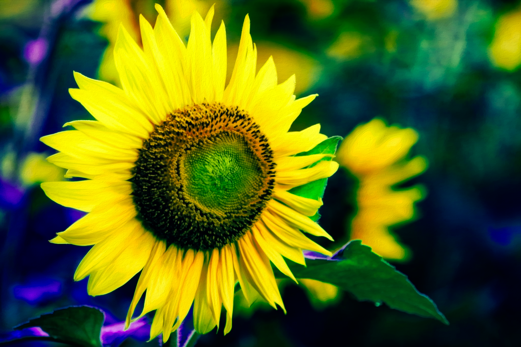 girasol-1.png